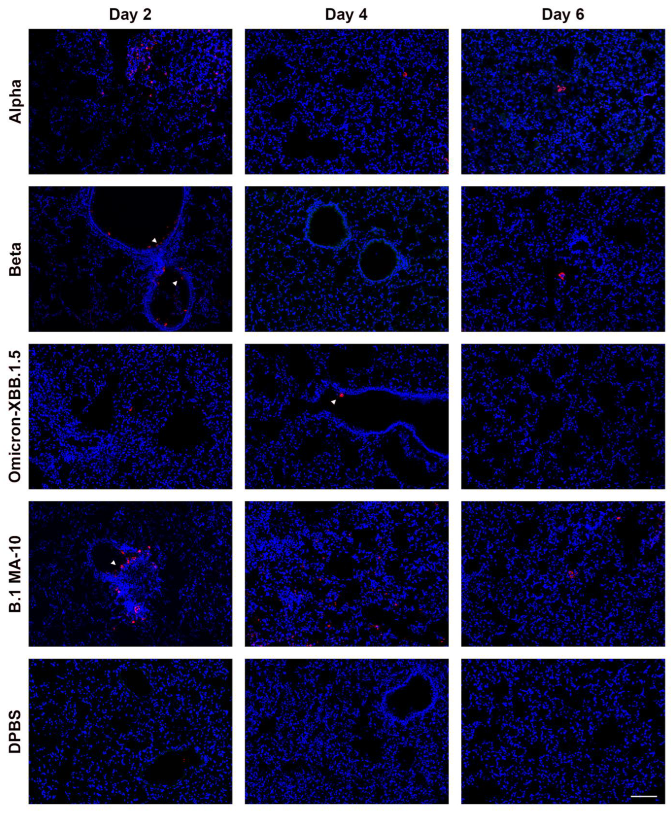 Viruses 17 00500 g008