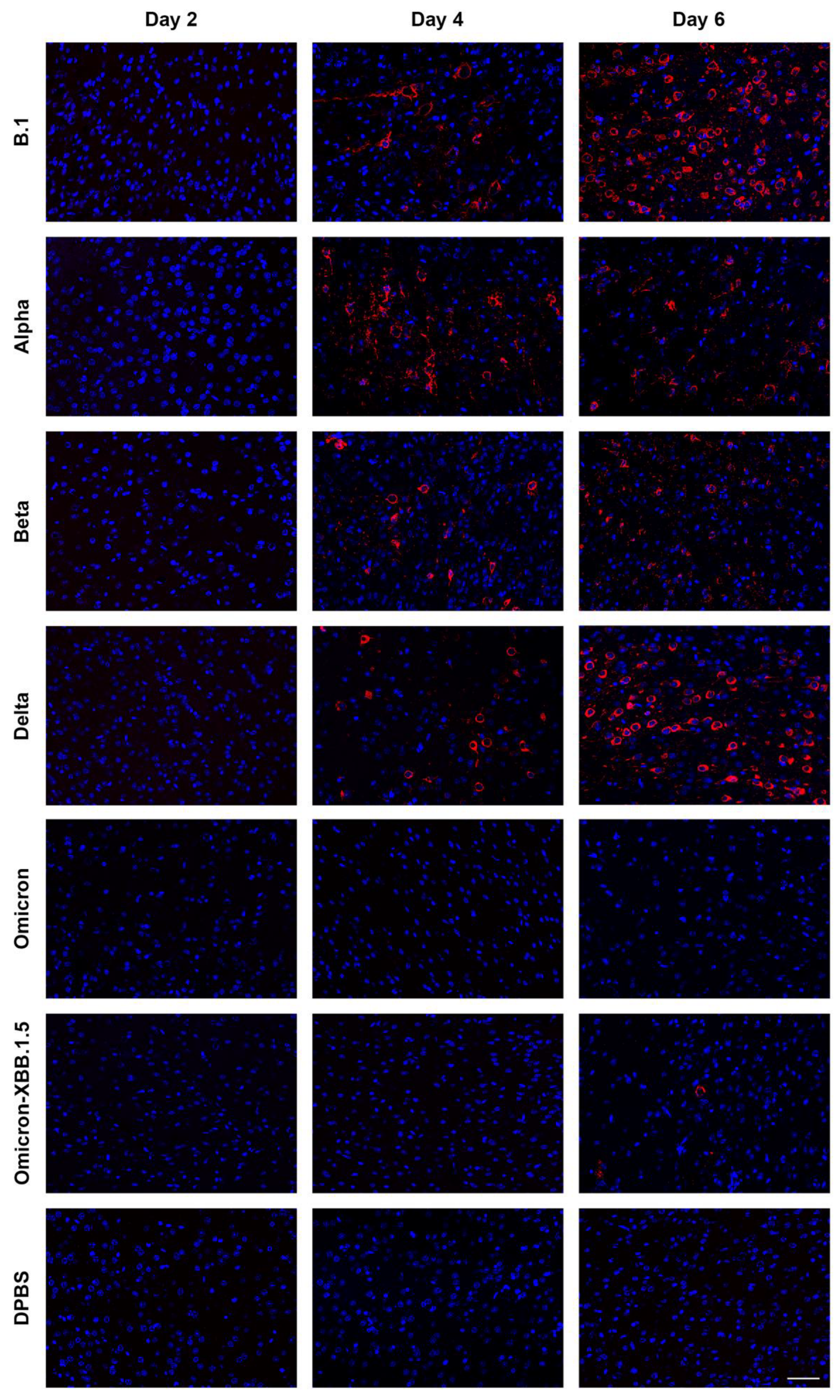 Viruses 17 00500 g009