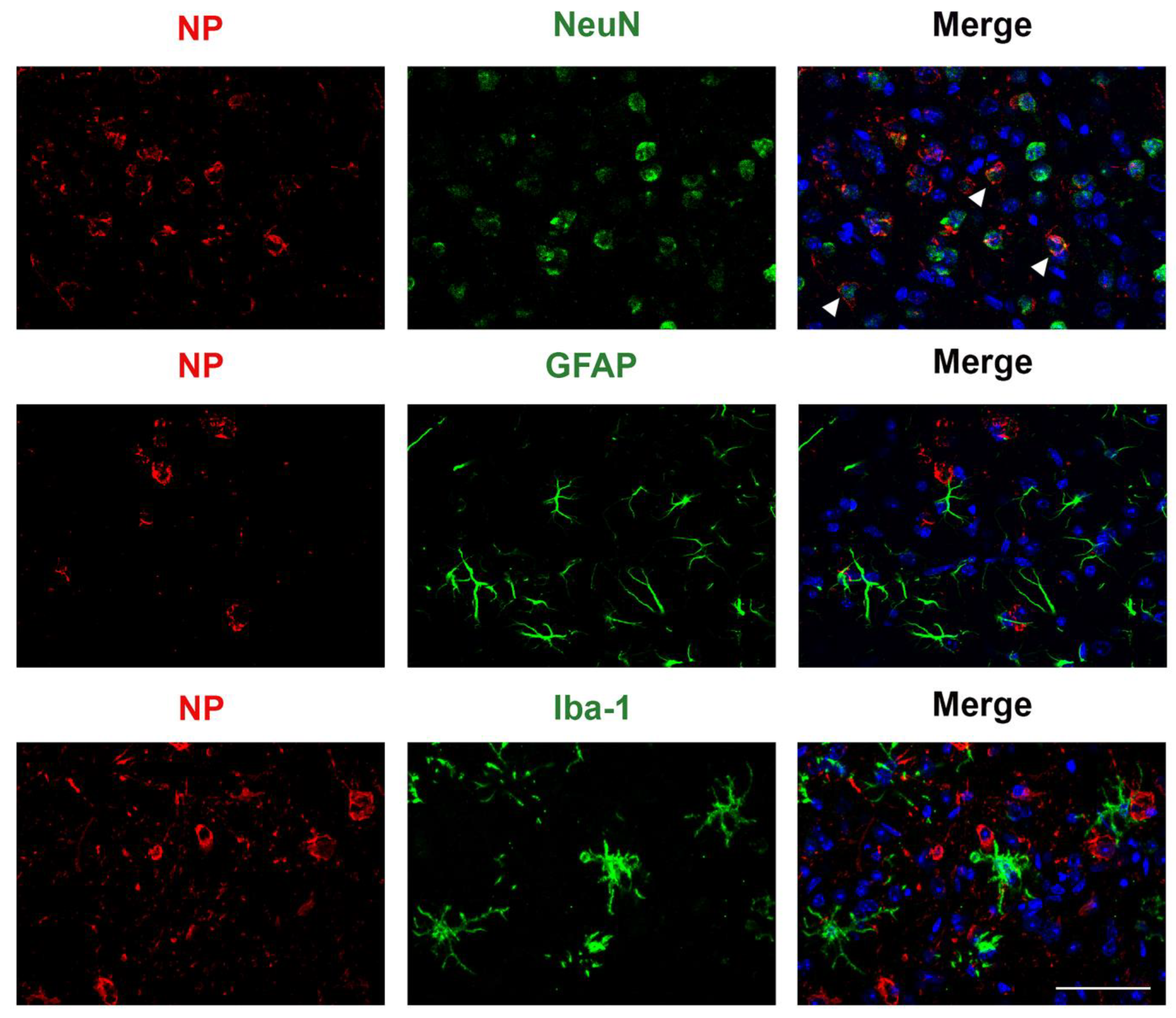 Viruses 17 00500 g010