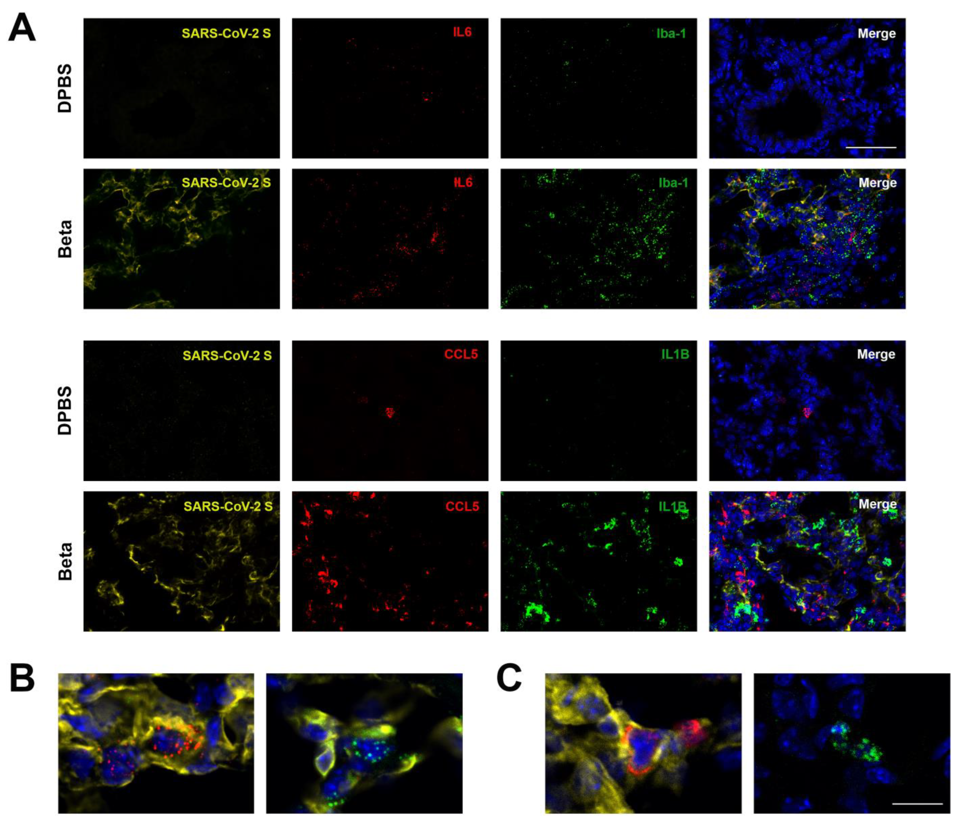Viruses 17 00500 g012