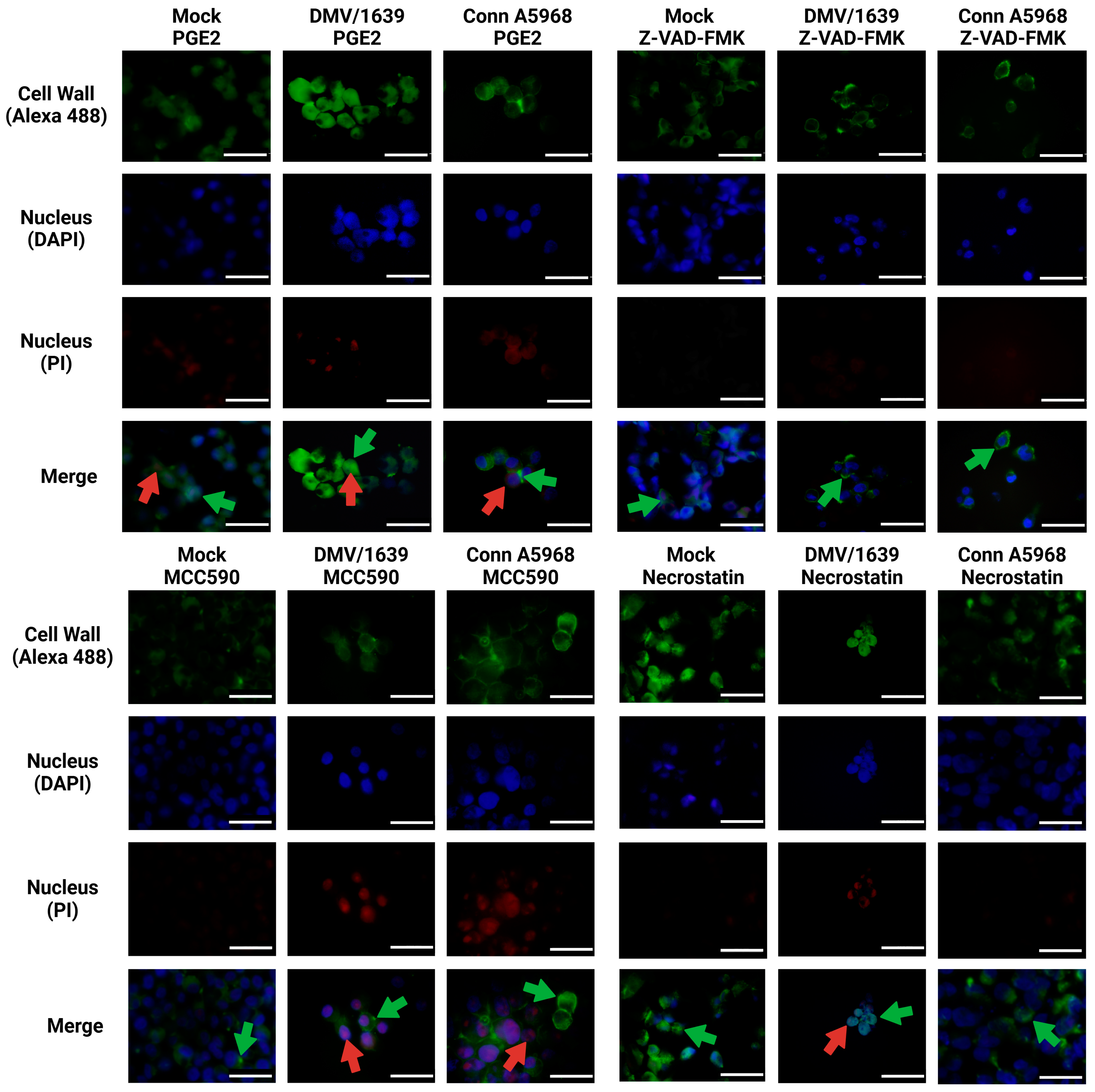 Viruses 17 00503 g009b