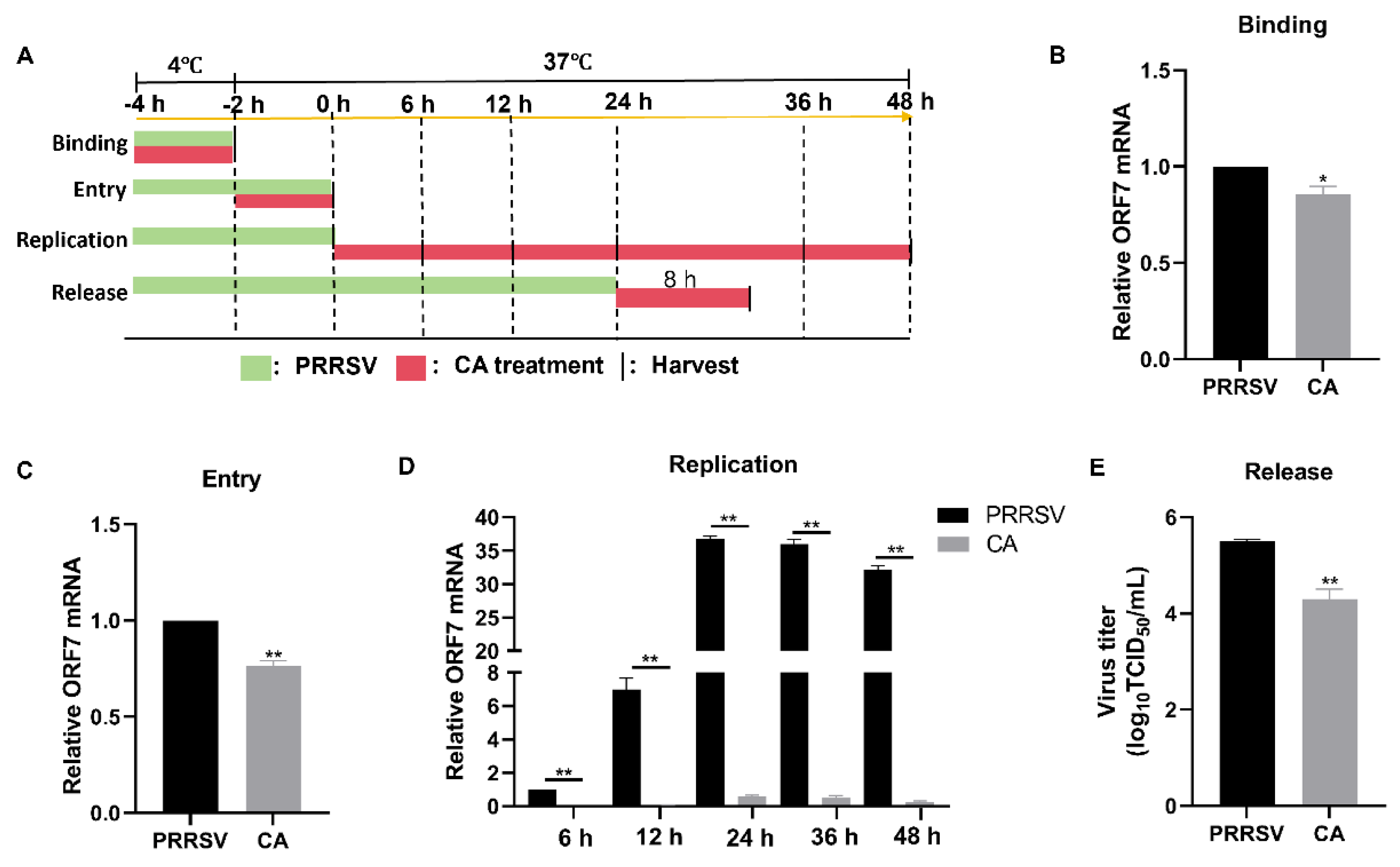 Viruses 17 00506 g006 Viruses 17 00506 g006