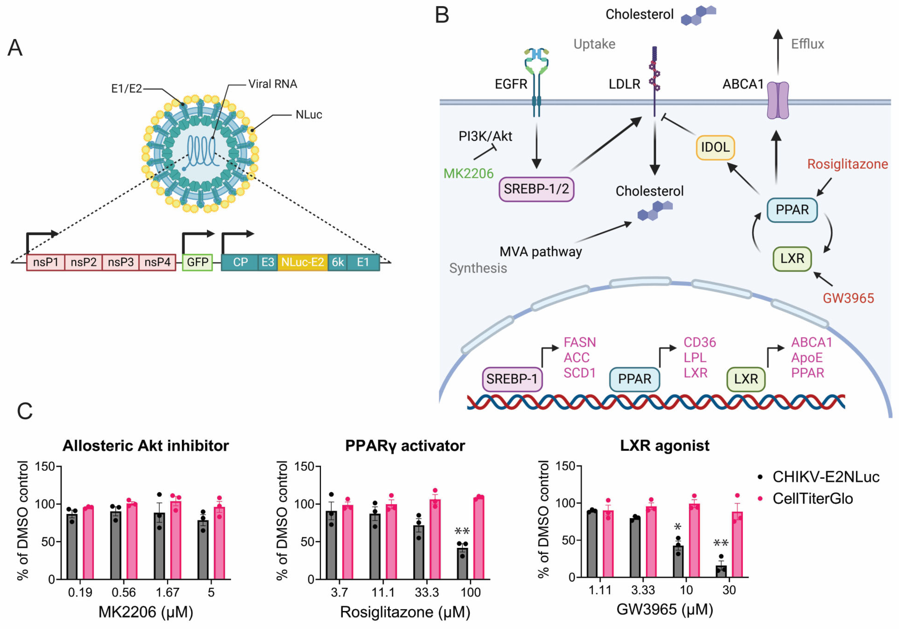 Viruses 17 00509 g003