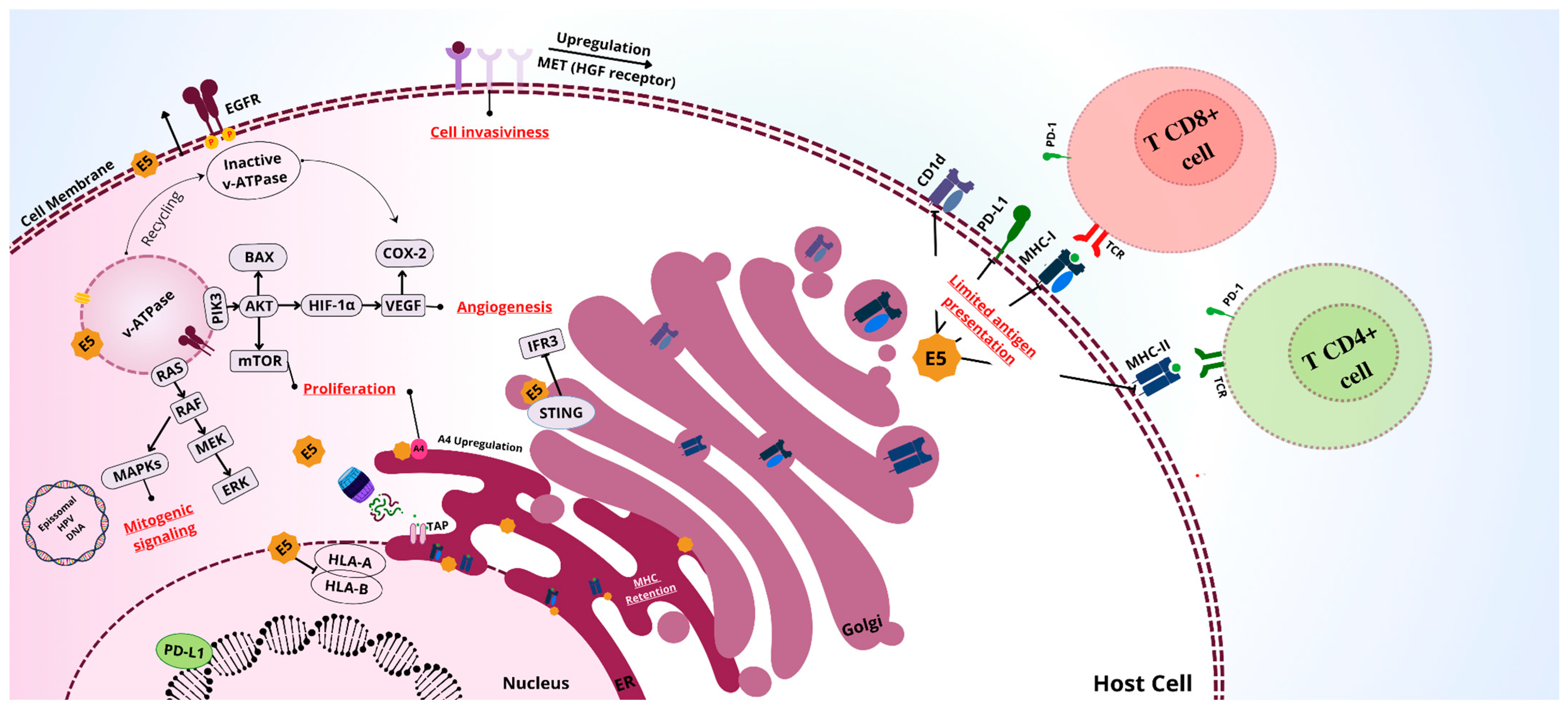 Viruses 17 00512 g002