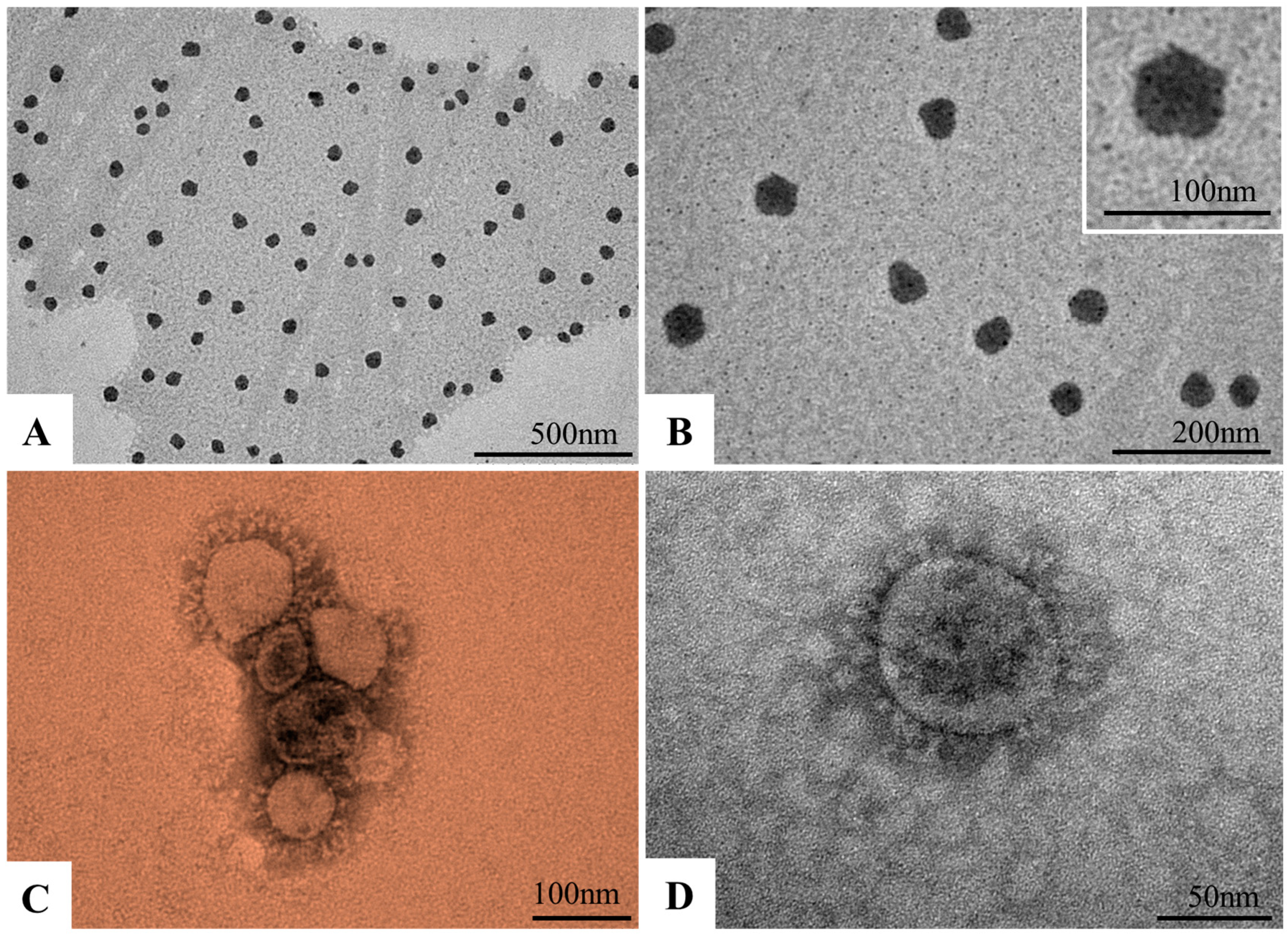 Viruses 17 00518 g002