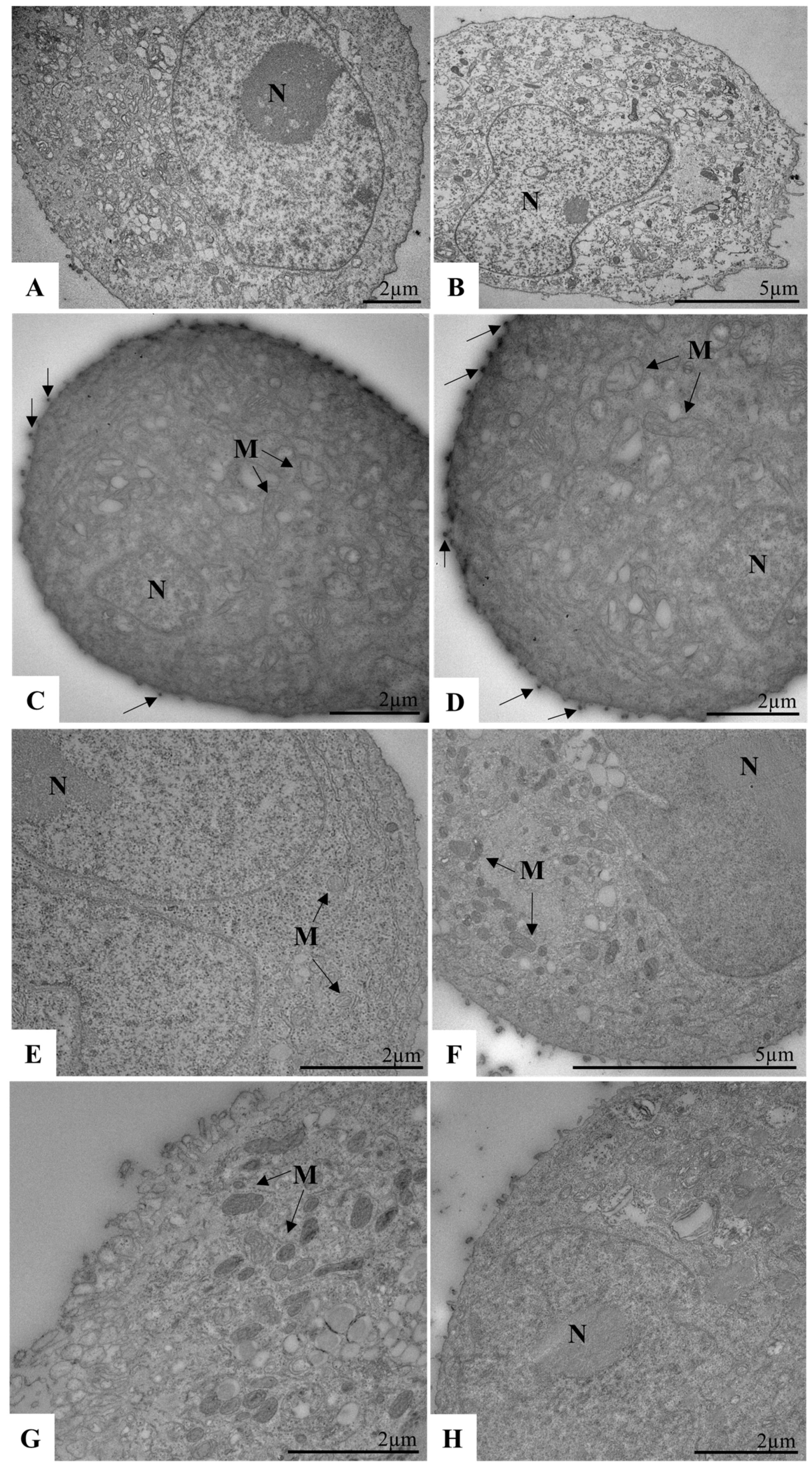 Viruses 17 00518 g007