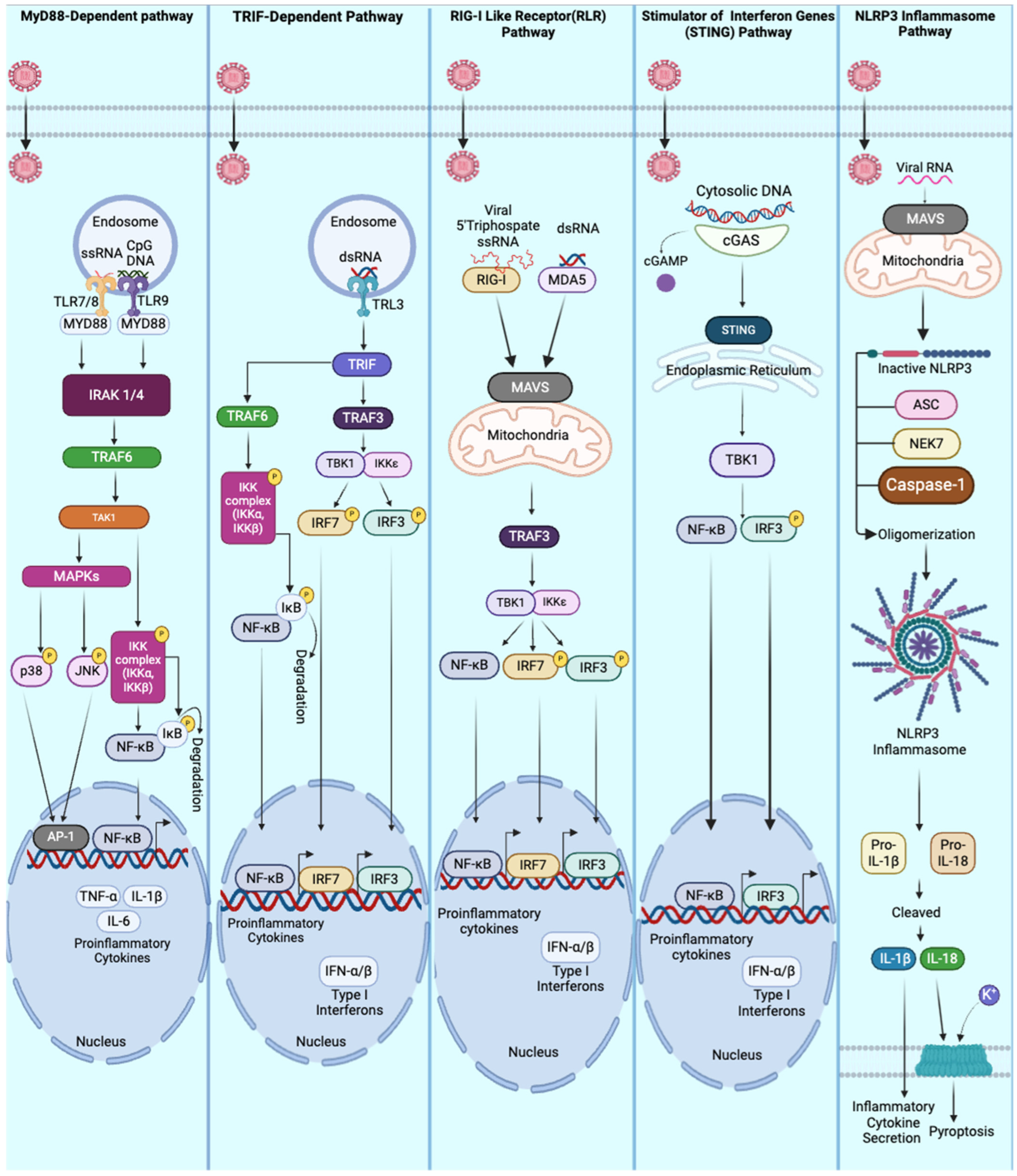 Viruses 17 00528 g001 Viruses 17 00528 g001