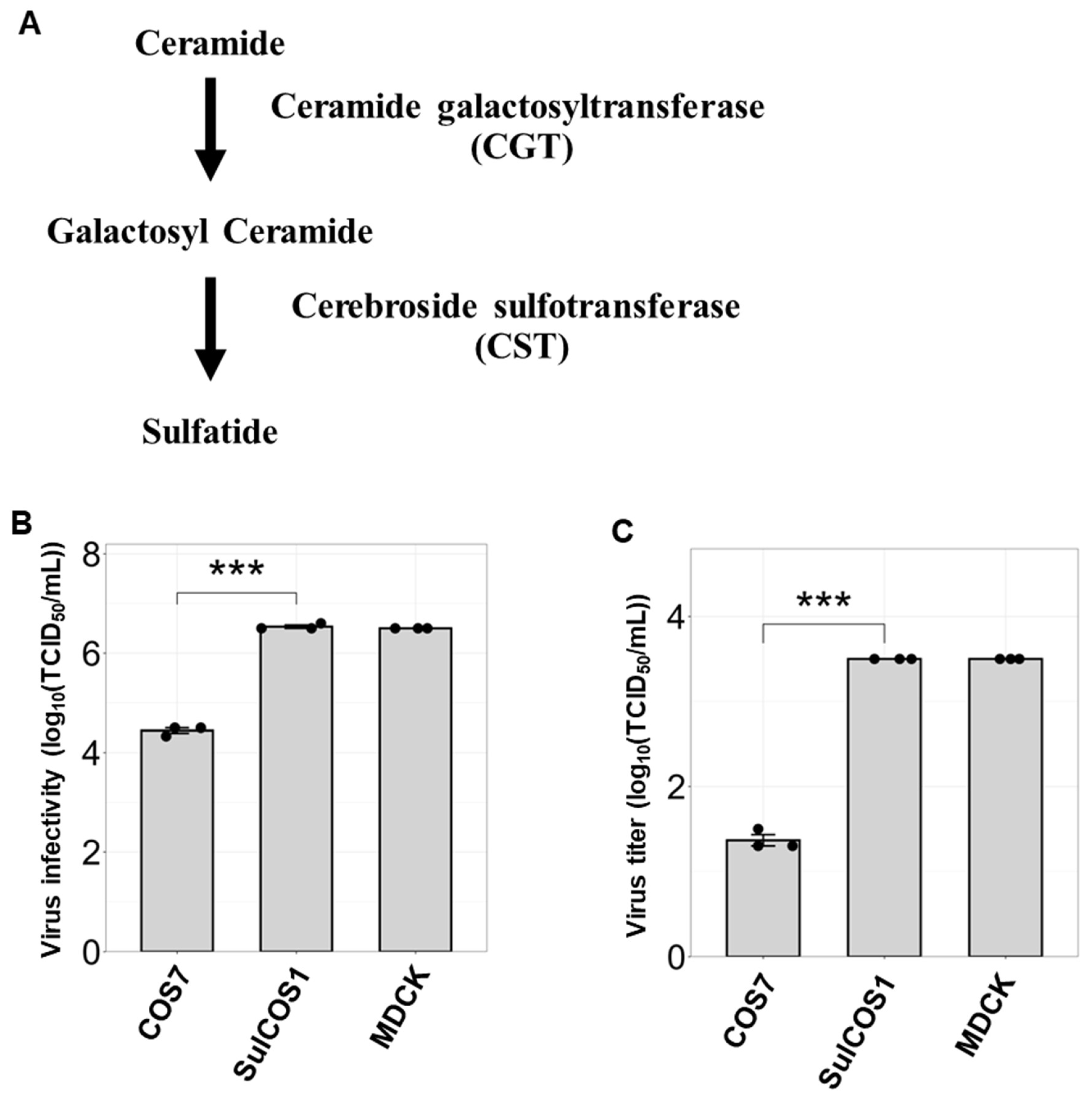 Viruses 17 00530 g001 Viruses 17 00530 g001