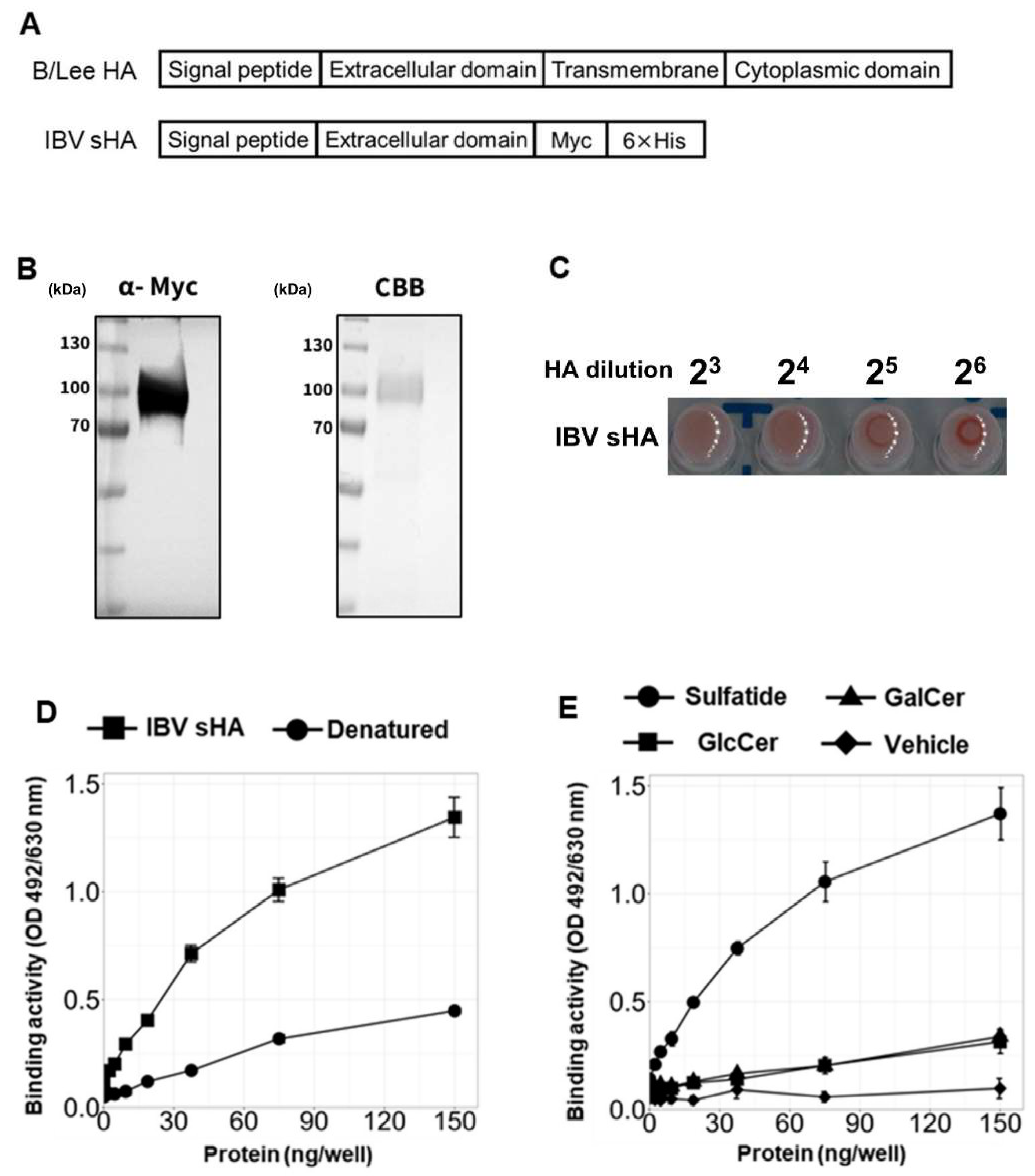 Viruses 17 00530 g003 Viruses 17 00530 g003