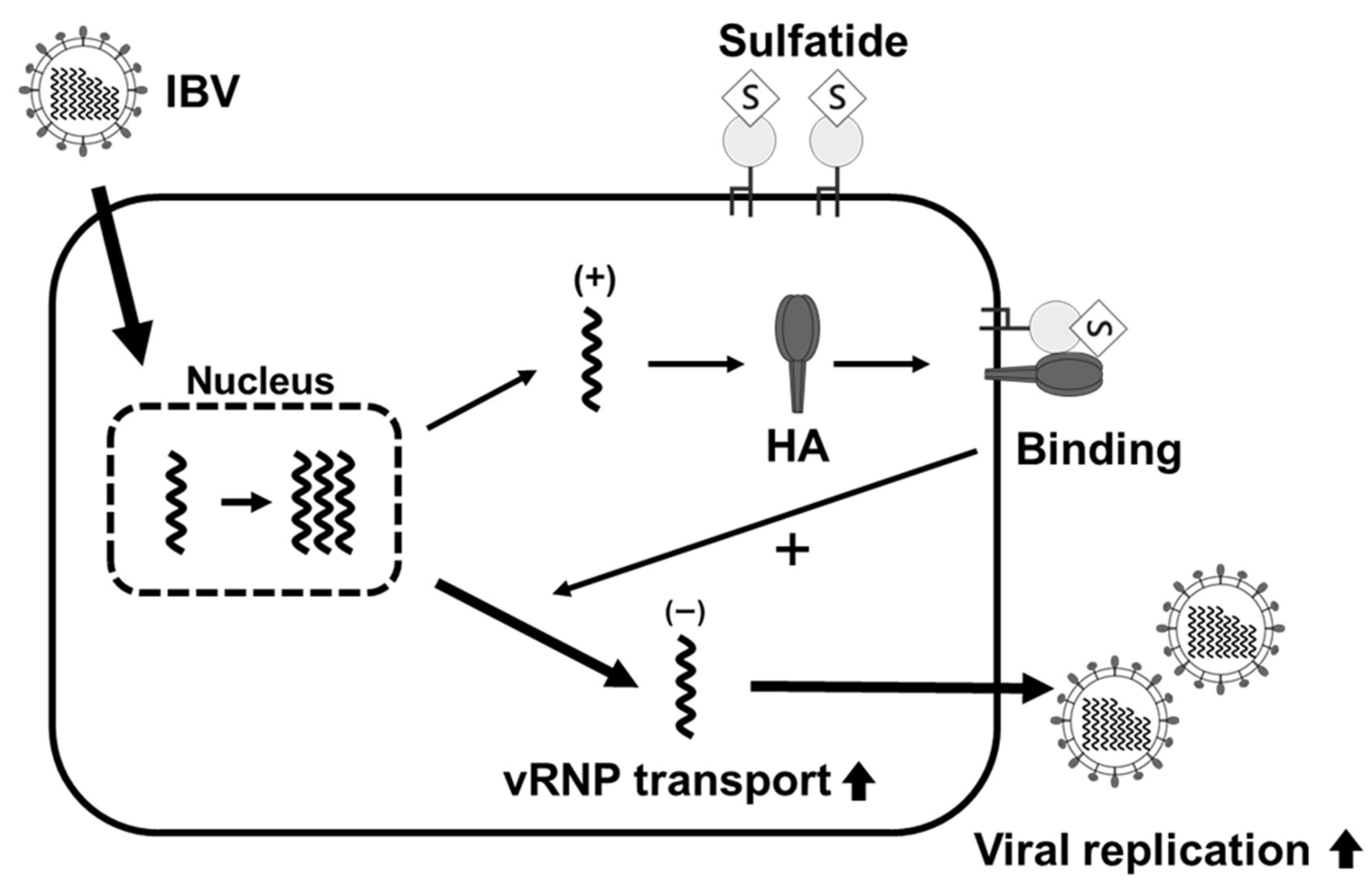 Viruses 17 00530 g006 Viruses 17 00530 g006
