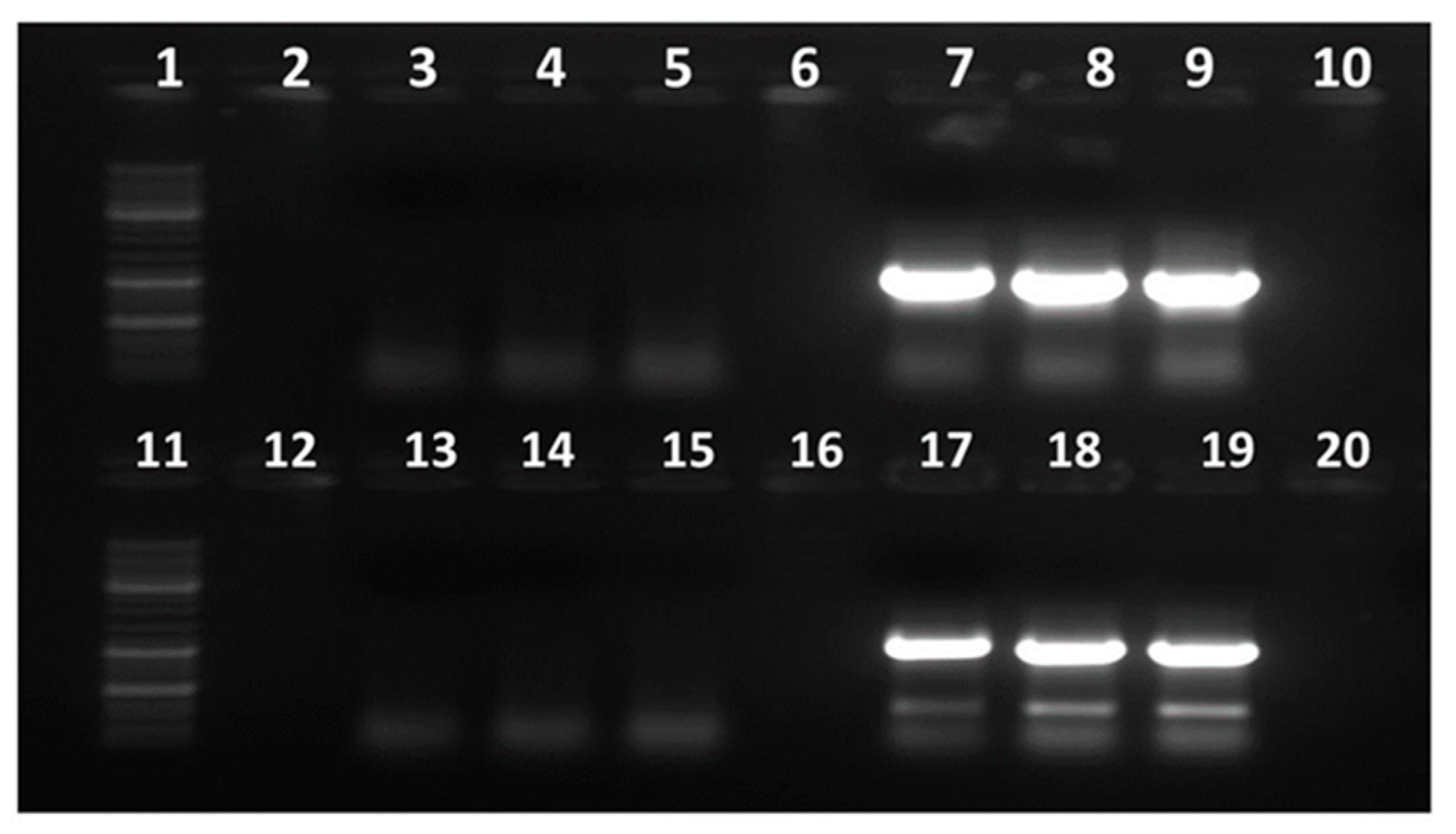 Viruses 17 00532 g001 Viruses 17 00532 g001