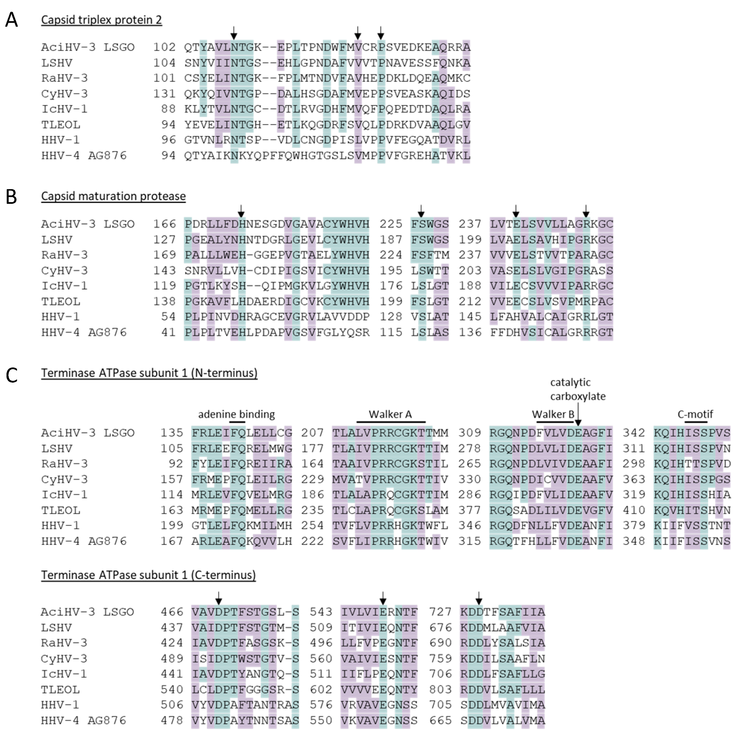 Viruses 17 00534 g006