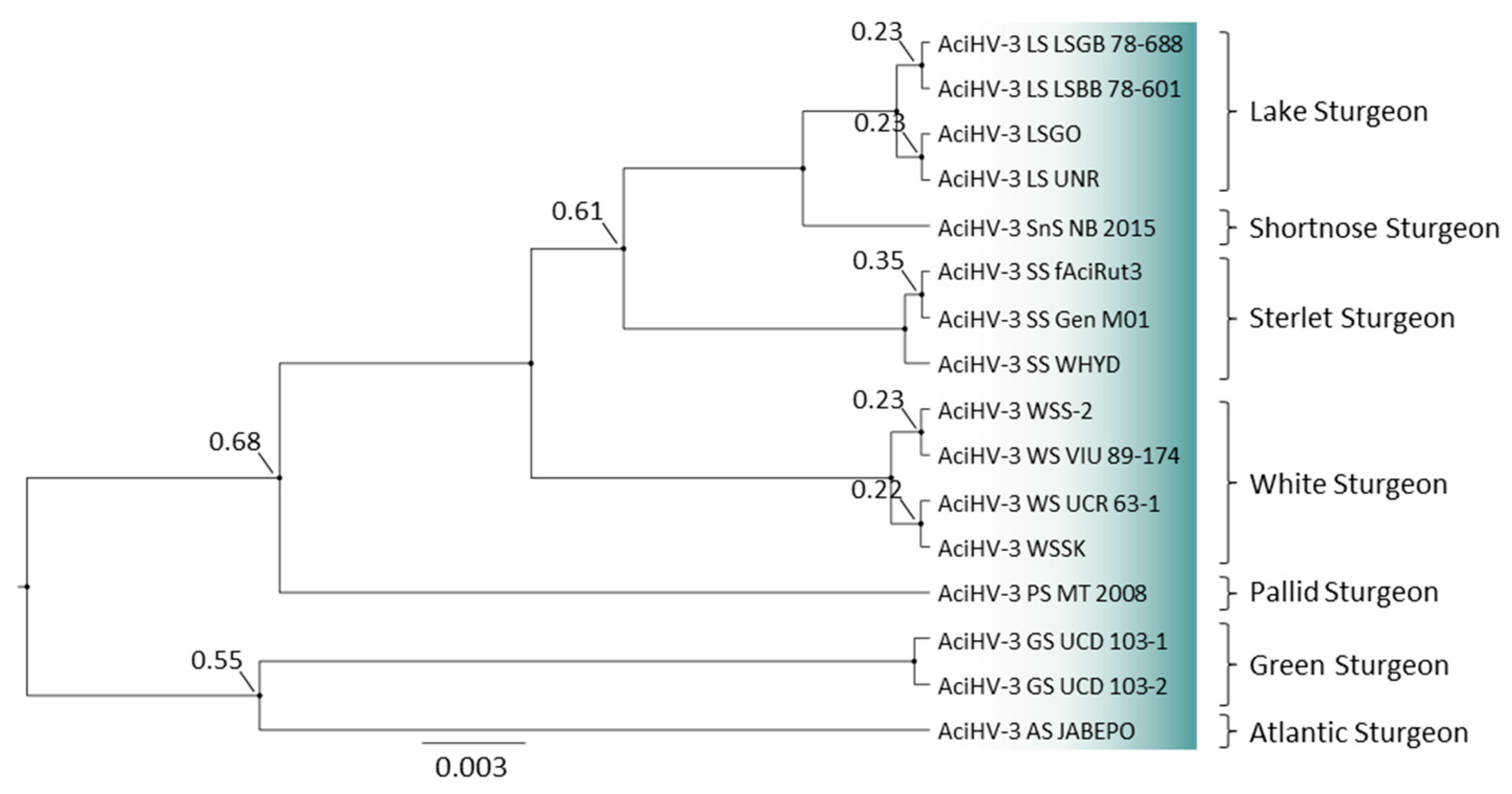 Viruses 17 00534 g011