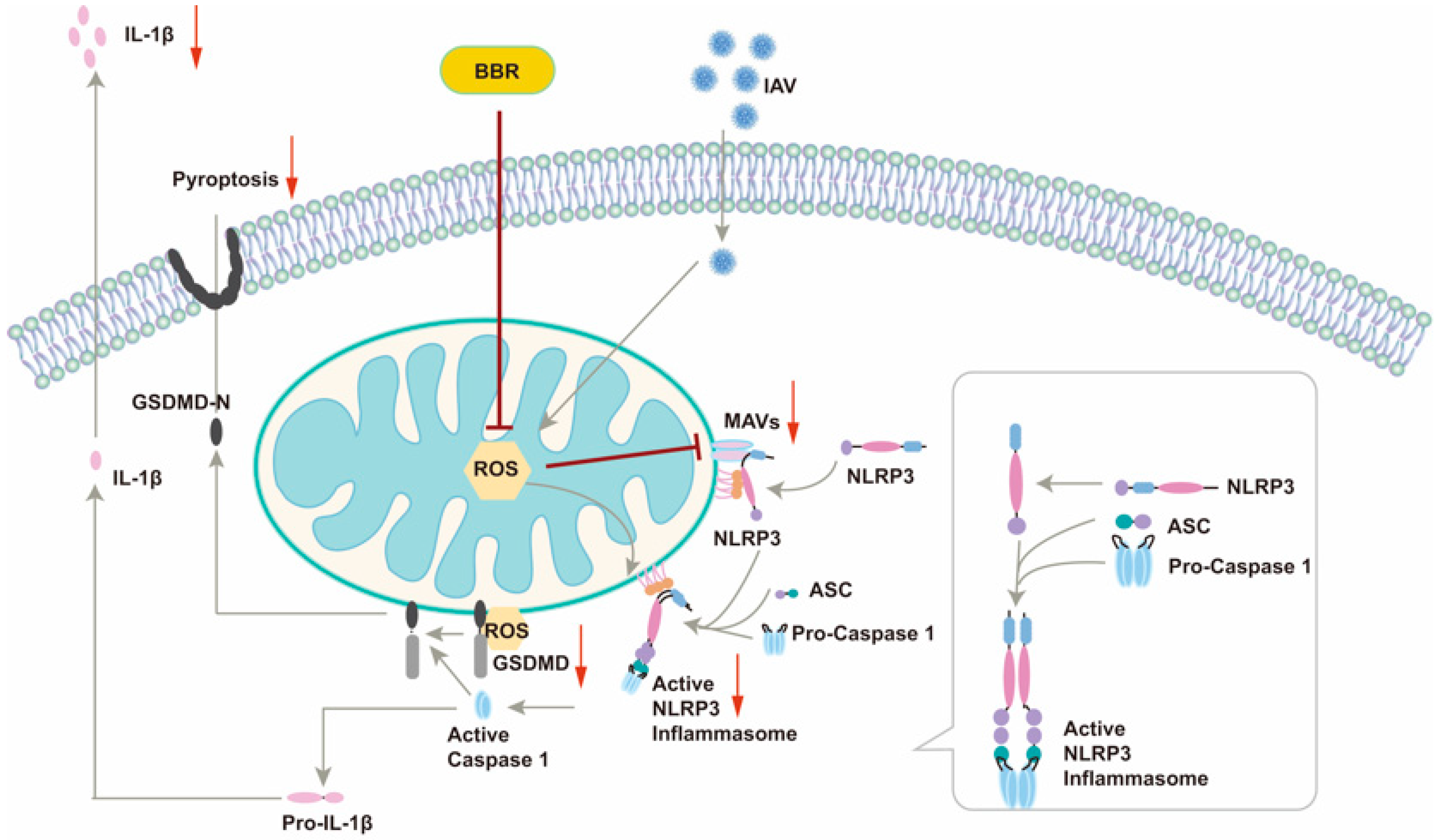 Viruses 17 00539 g008