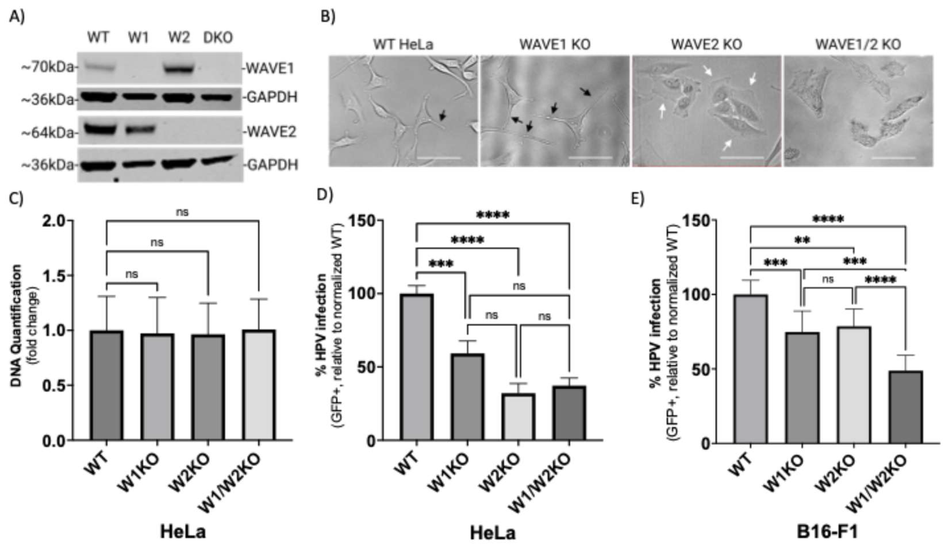 Viruses 17 00542 g002