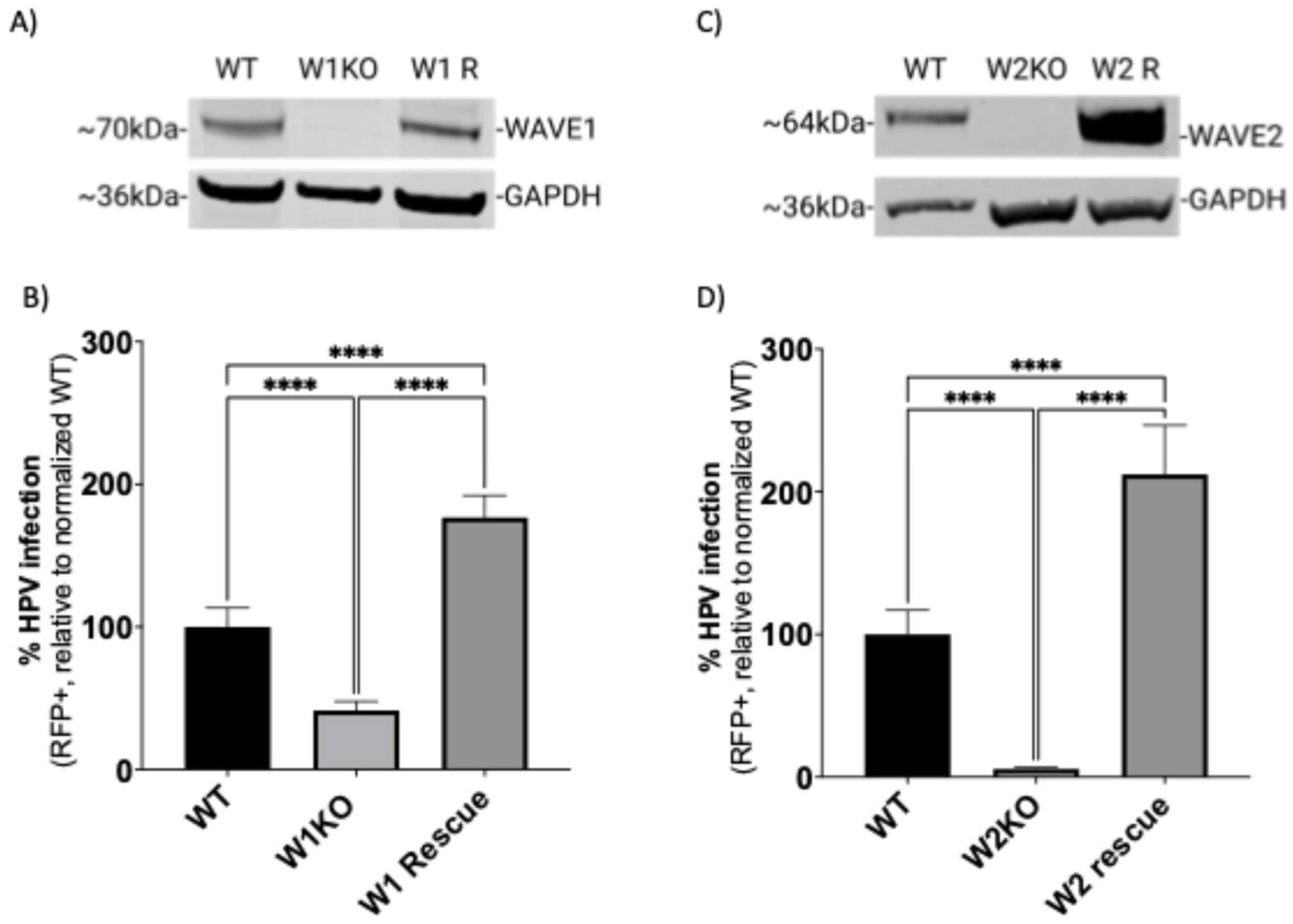 Viruses 17 00542 g003