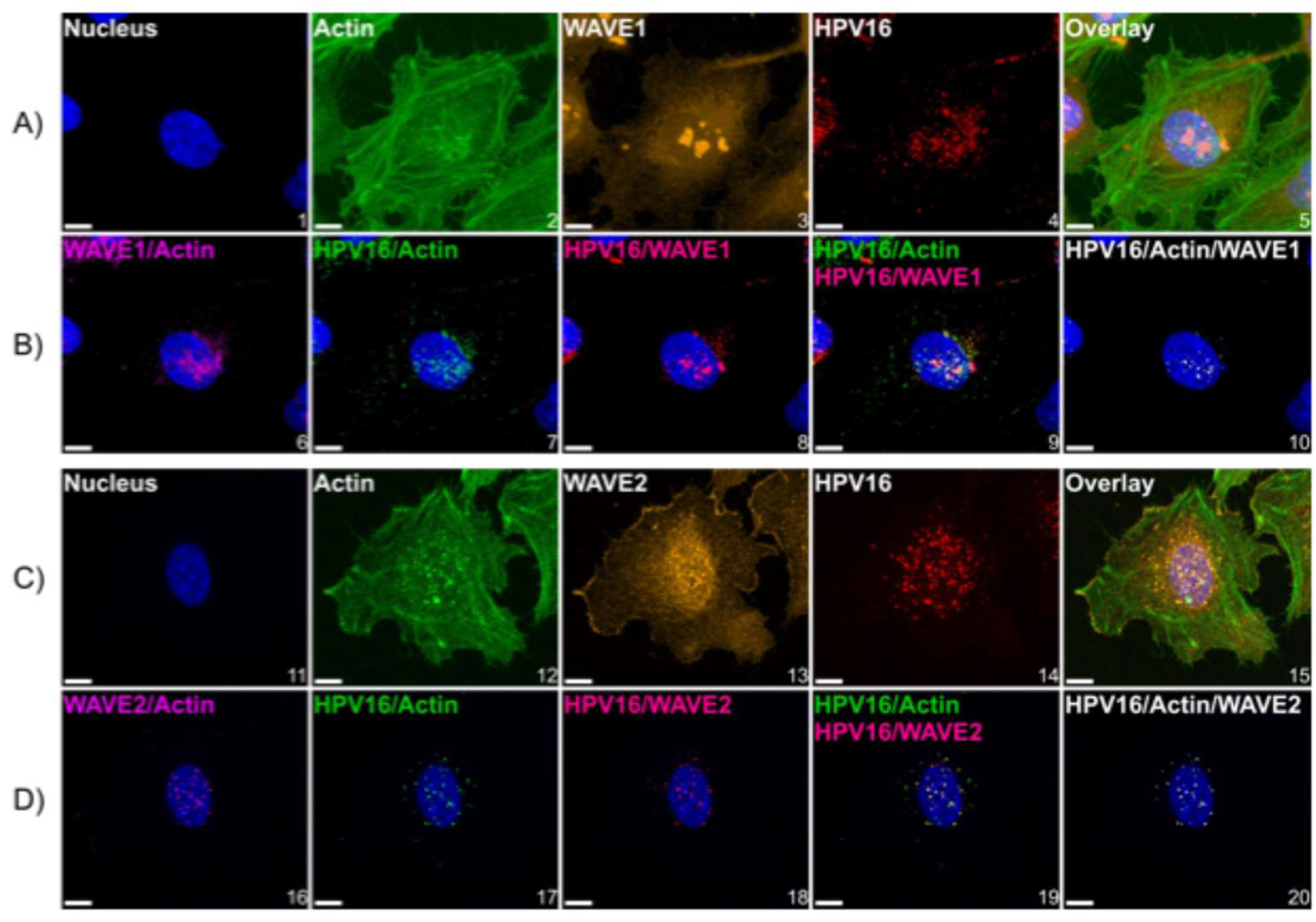 Viruses 17 00542 g005
