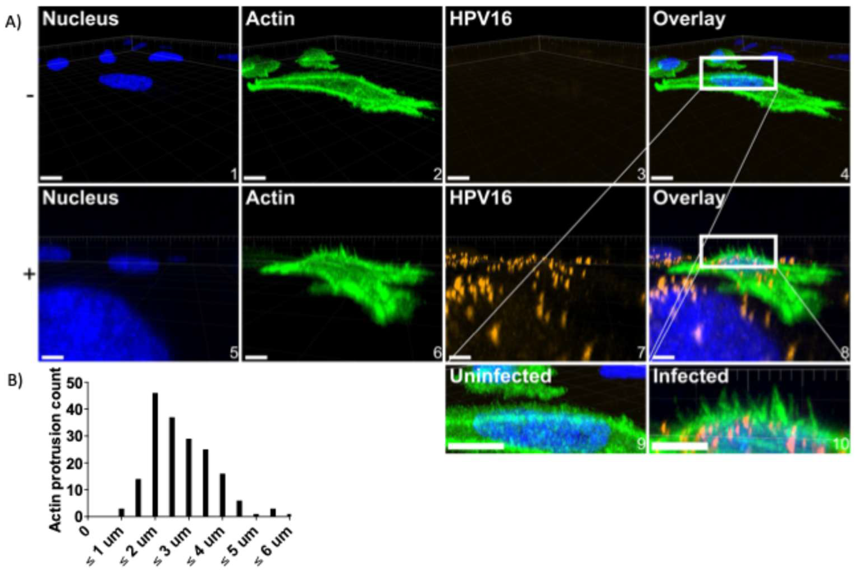 Viruses 17 00542 g006