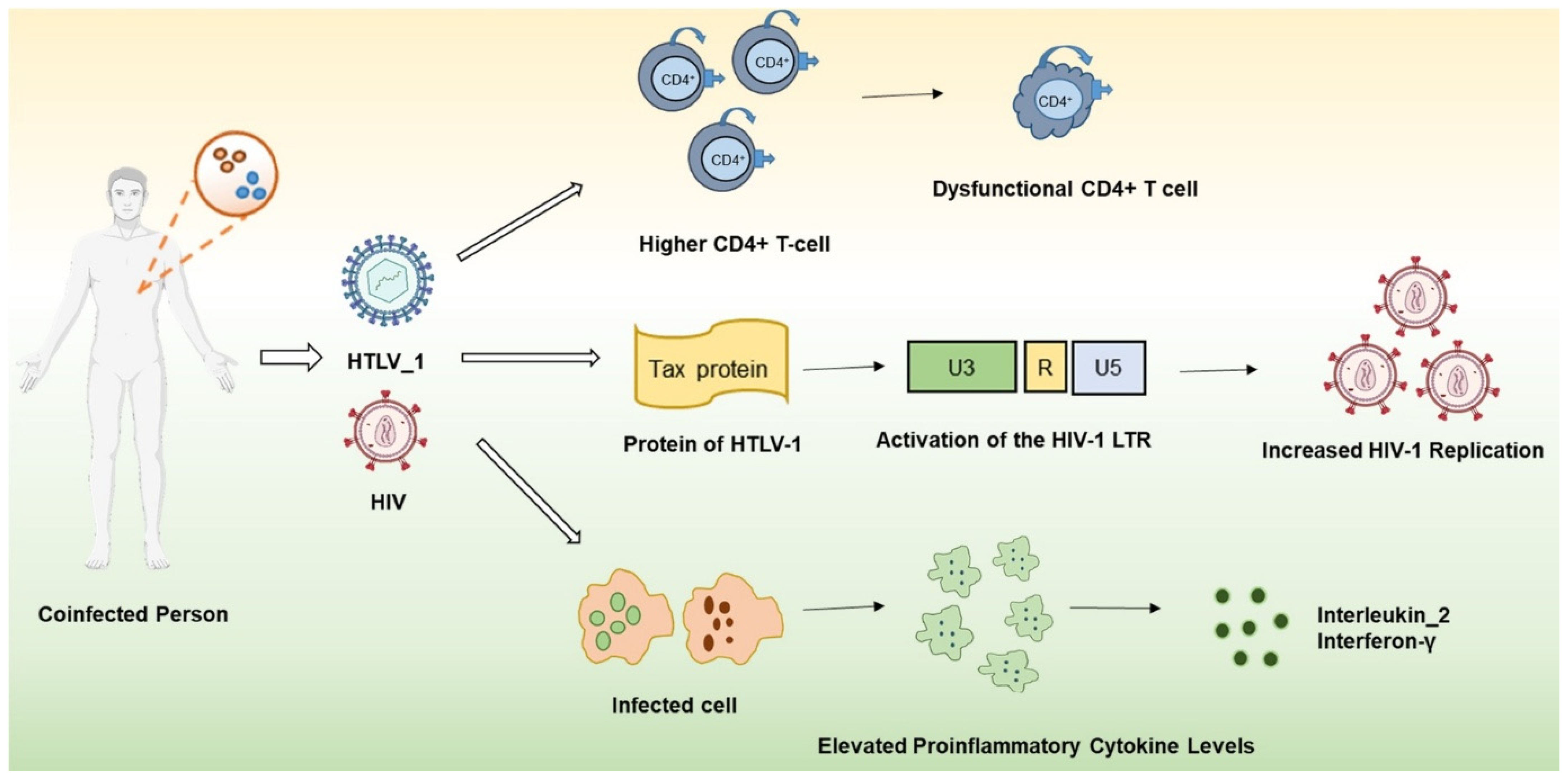 Viruses 17 00545 g001