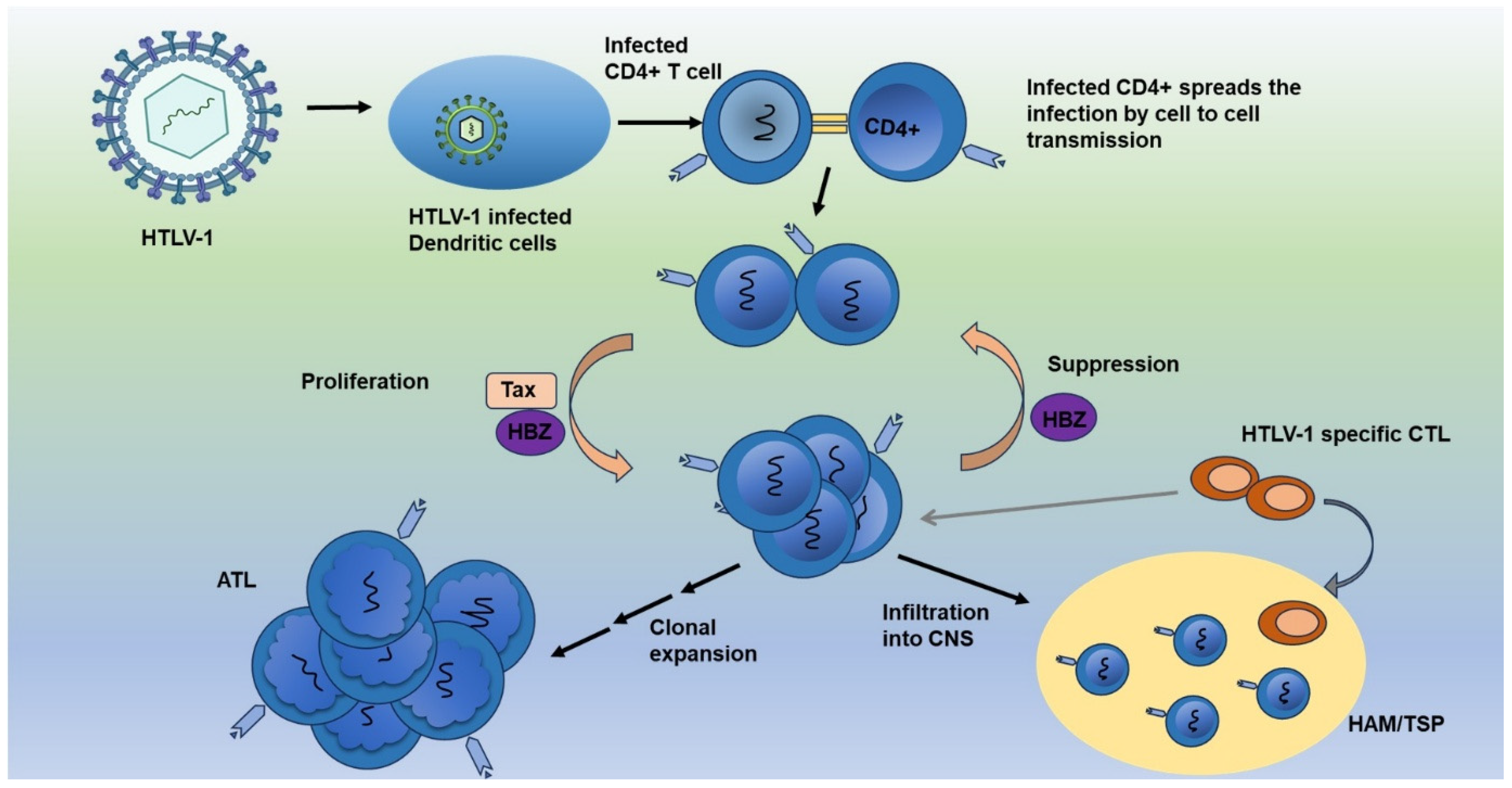 Viruses 17 00545 g003
