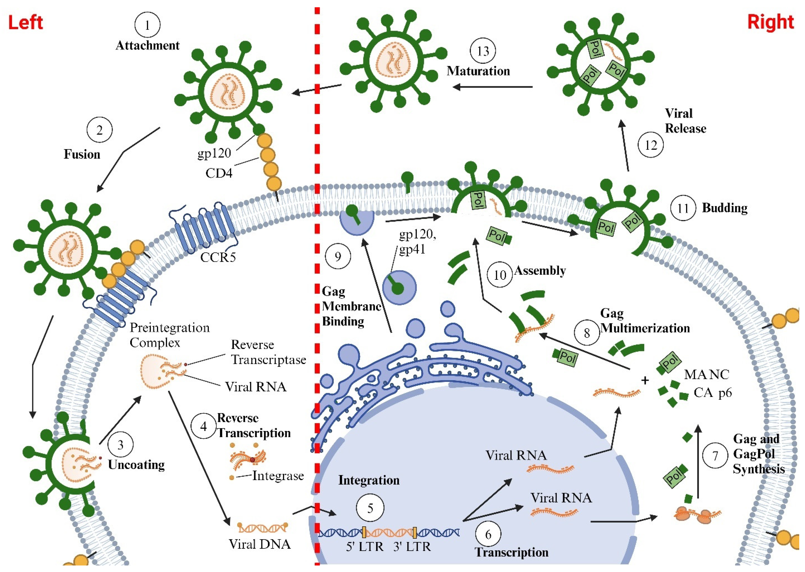 Viruses 17 00547 g001 Viruses 17 00547 g001