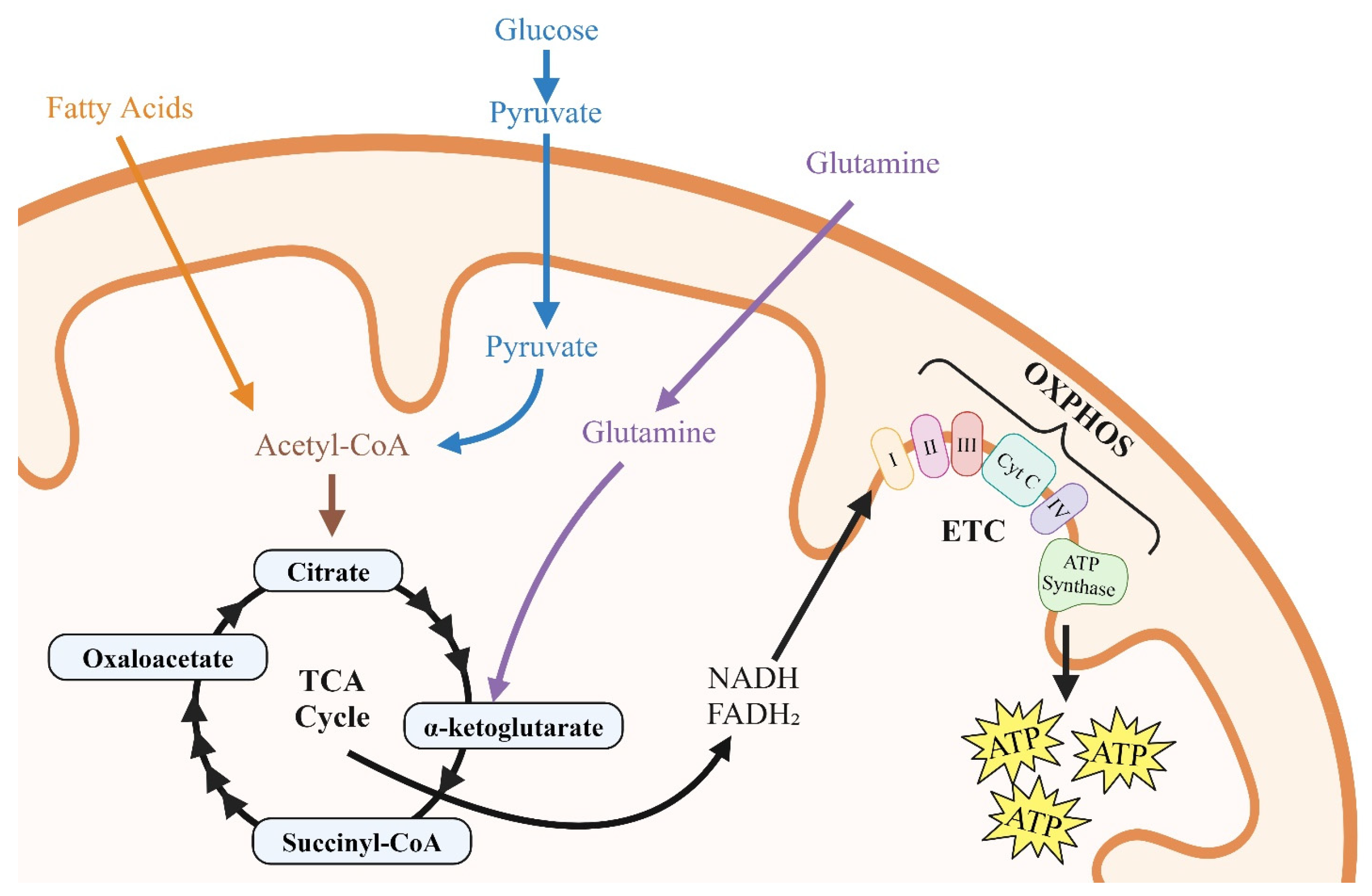 Viruses 17 00547 g002 Viruses 17 00547 g002