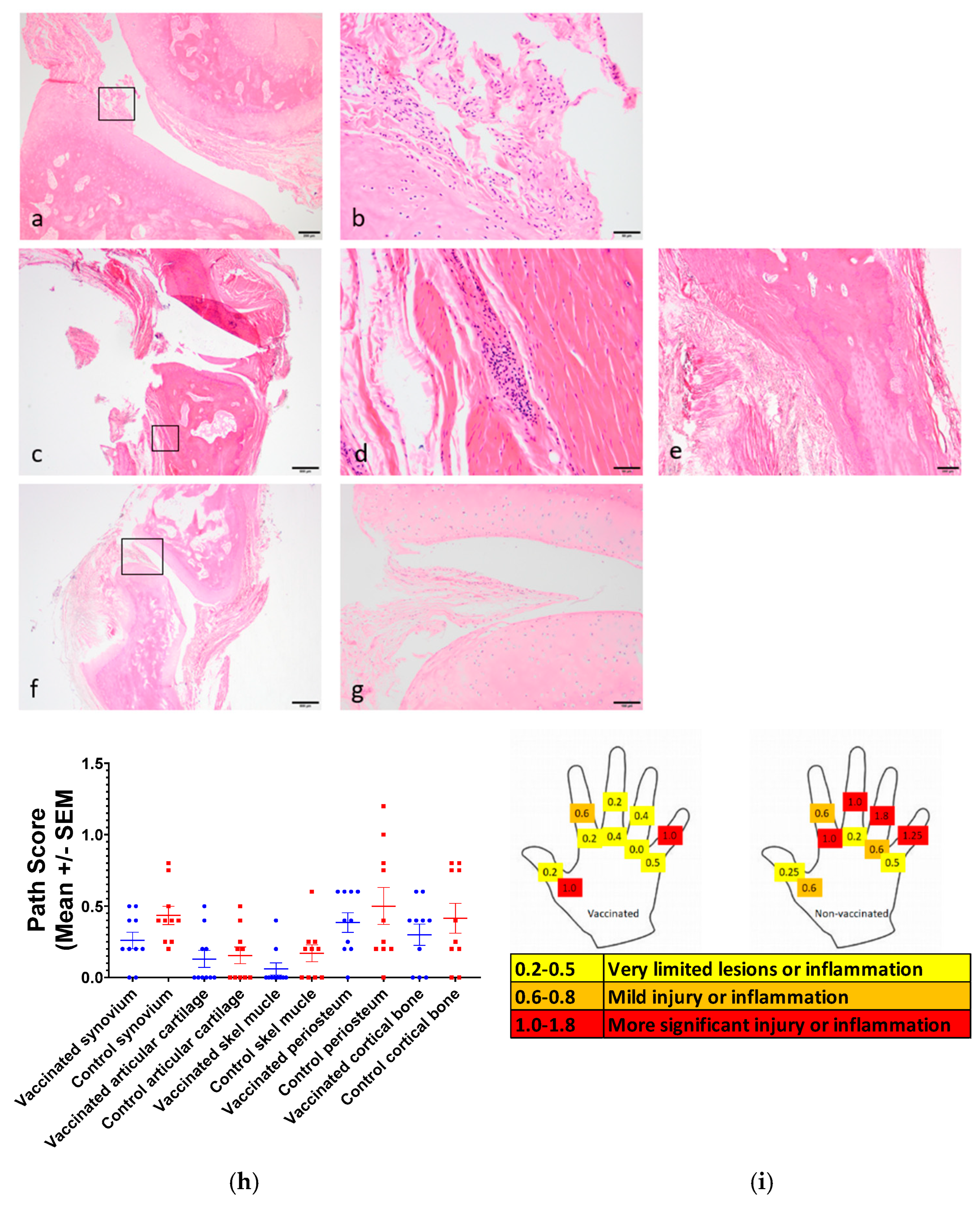 Viruses 17 00550 g006