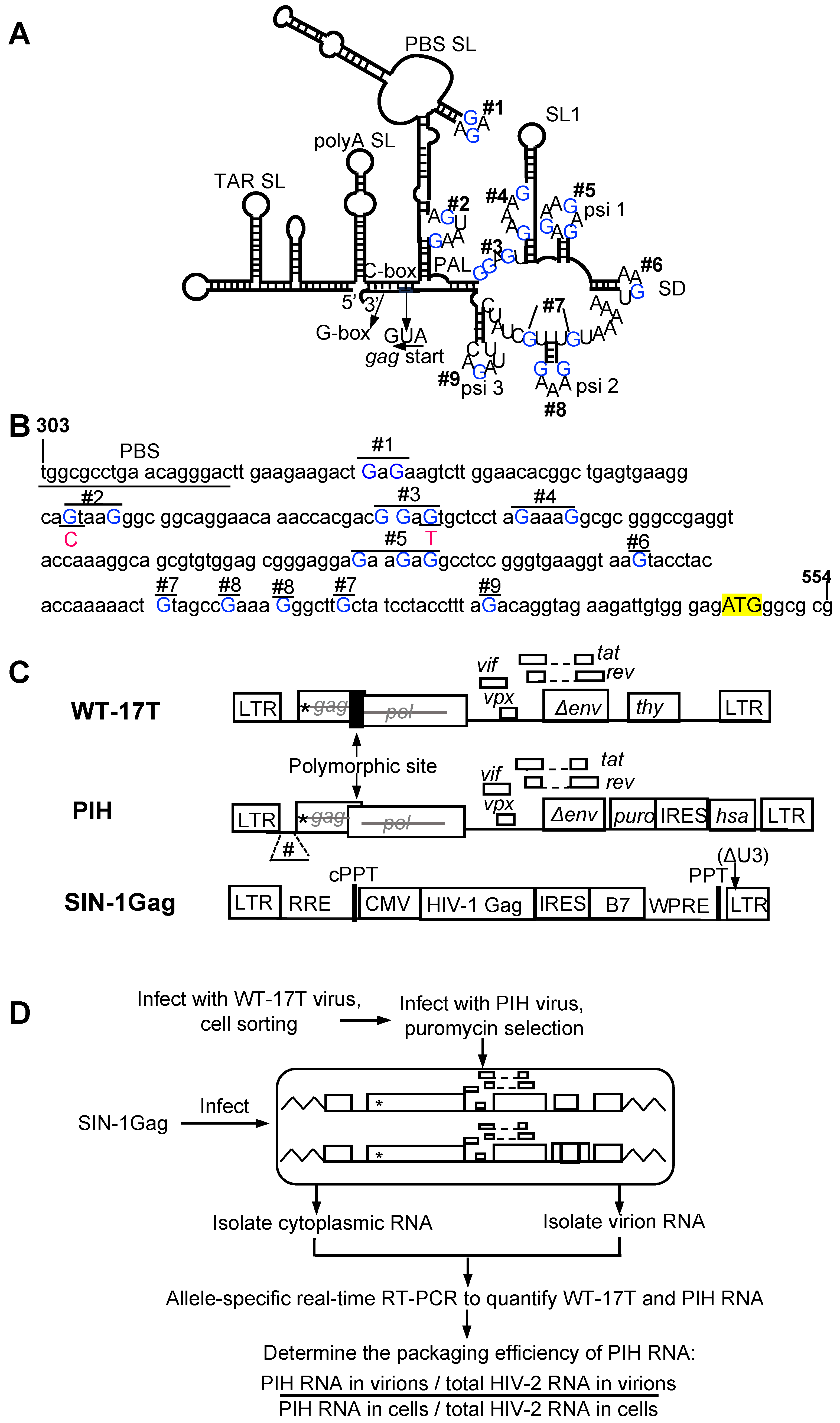 Viruses 17 00551 g001