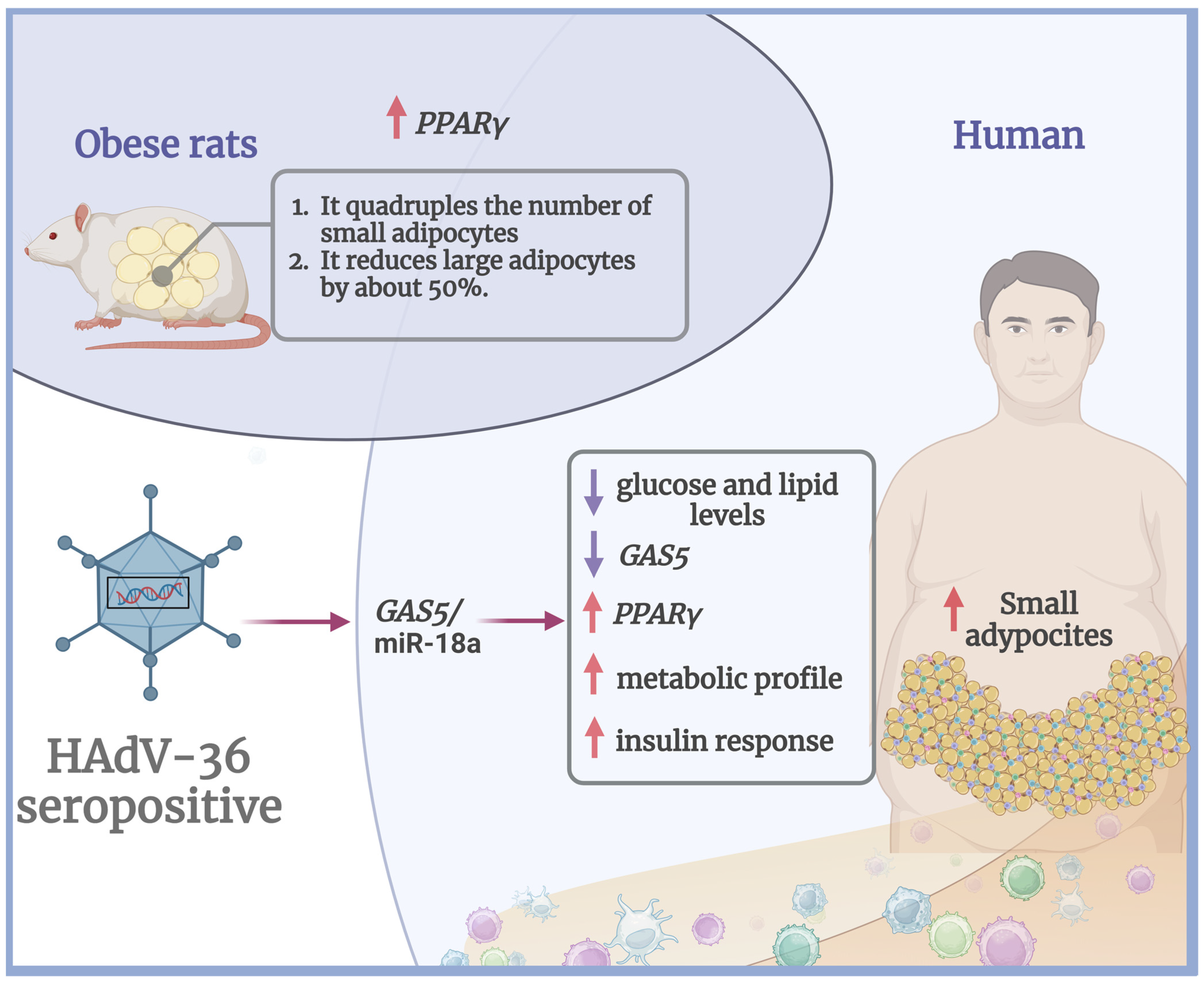 Viruses 17 00552 g001