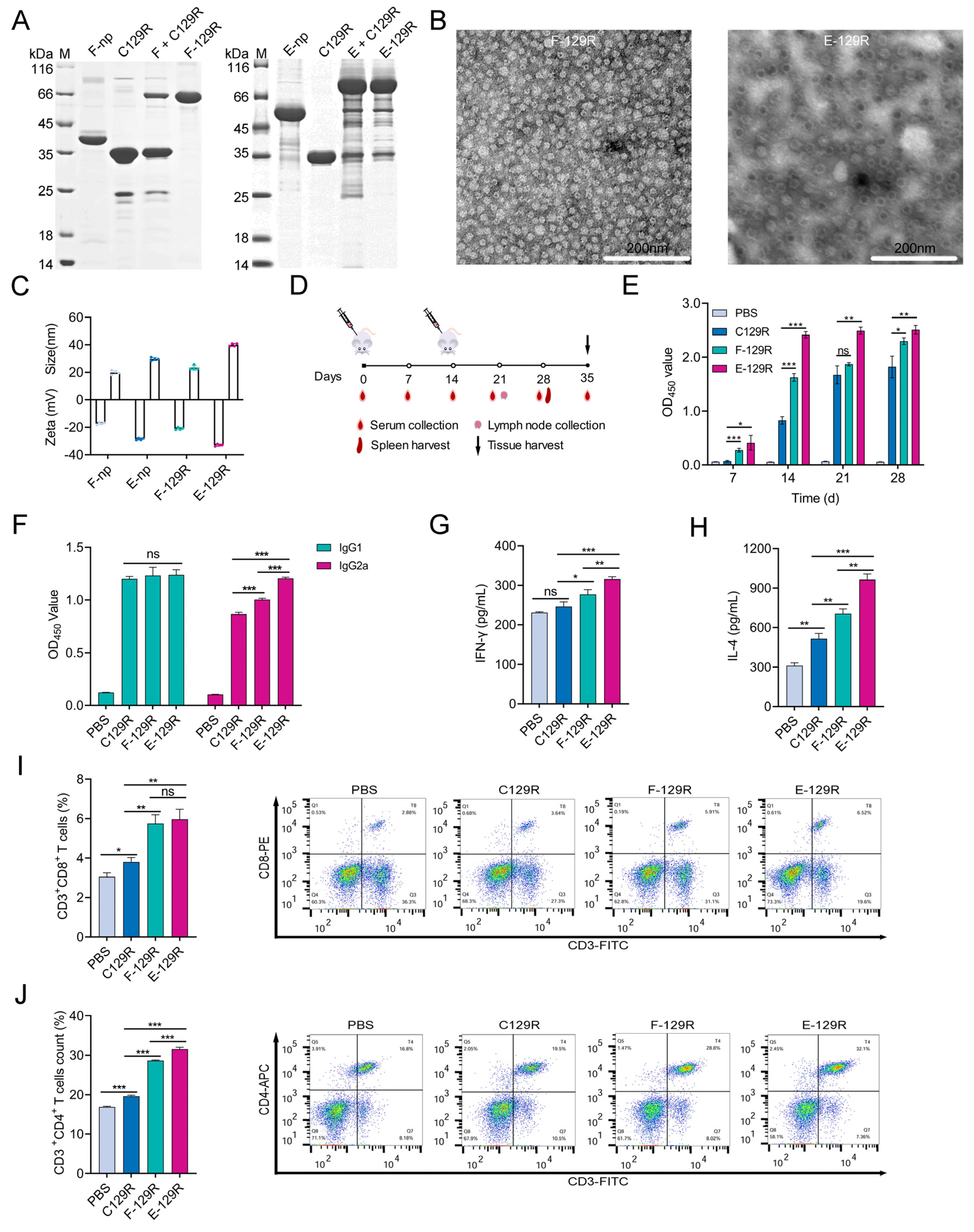 Viruses 17 00556 g004