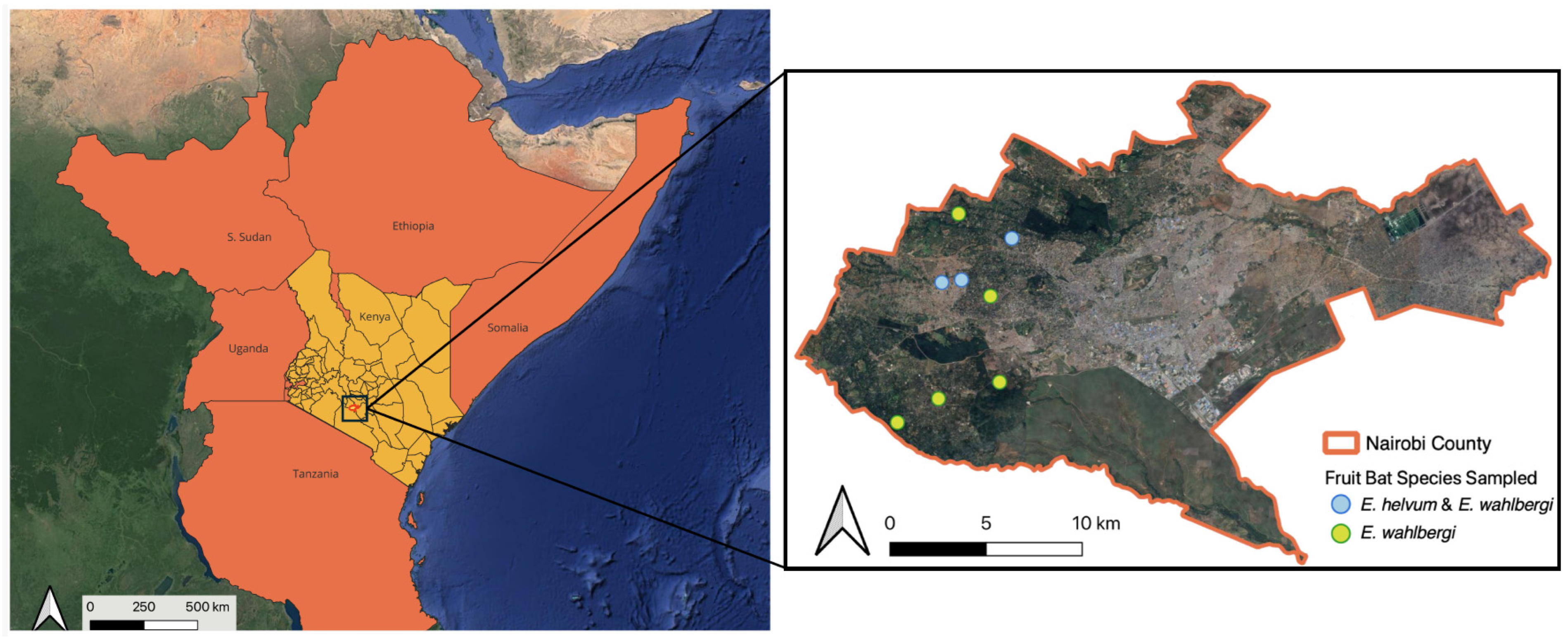 Viruses 17 00557 g001