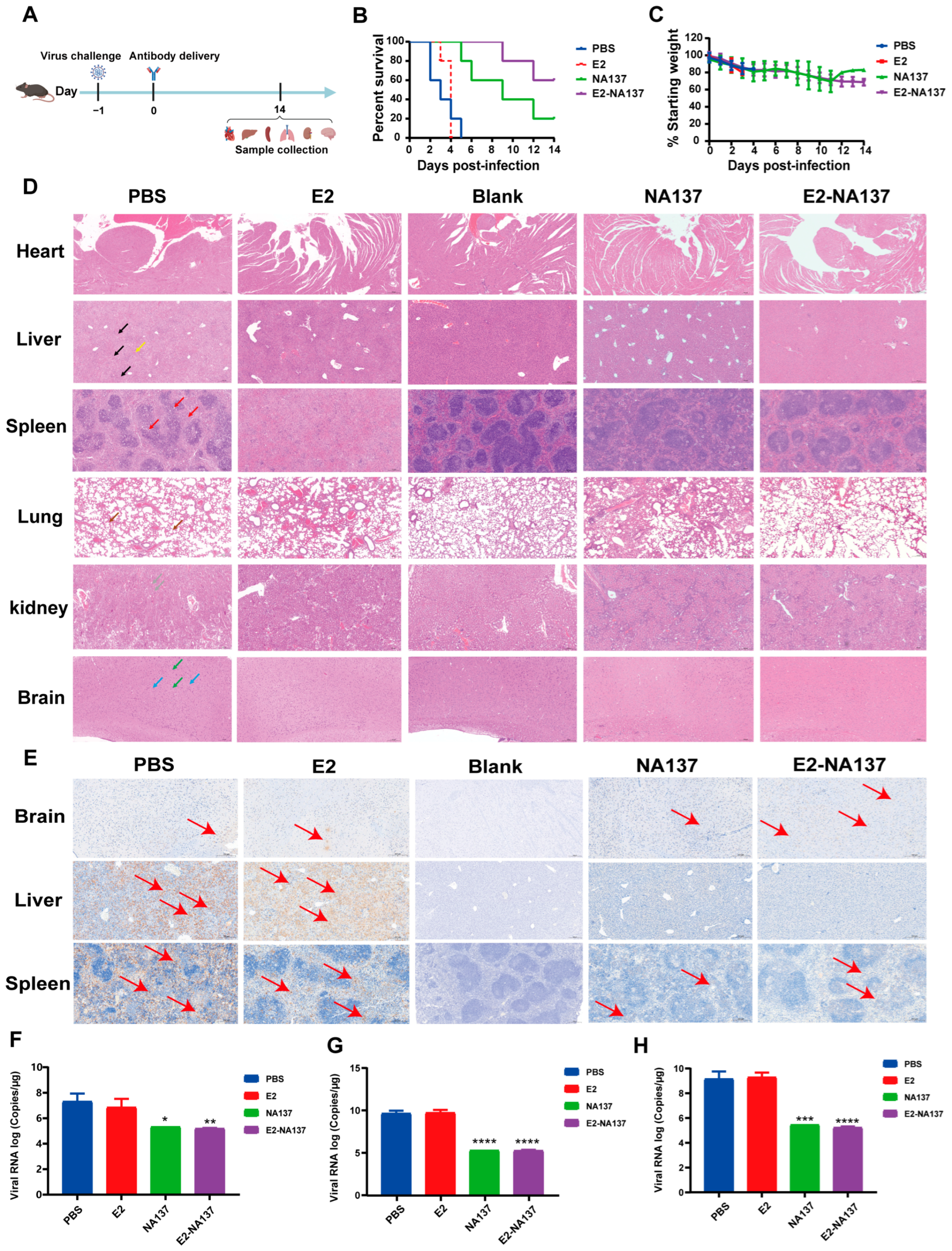 Viruses 17 00559 g005