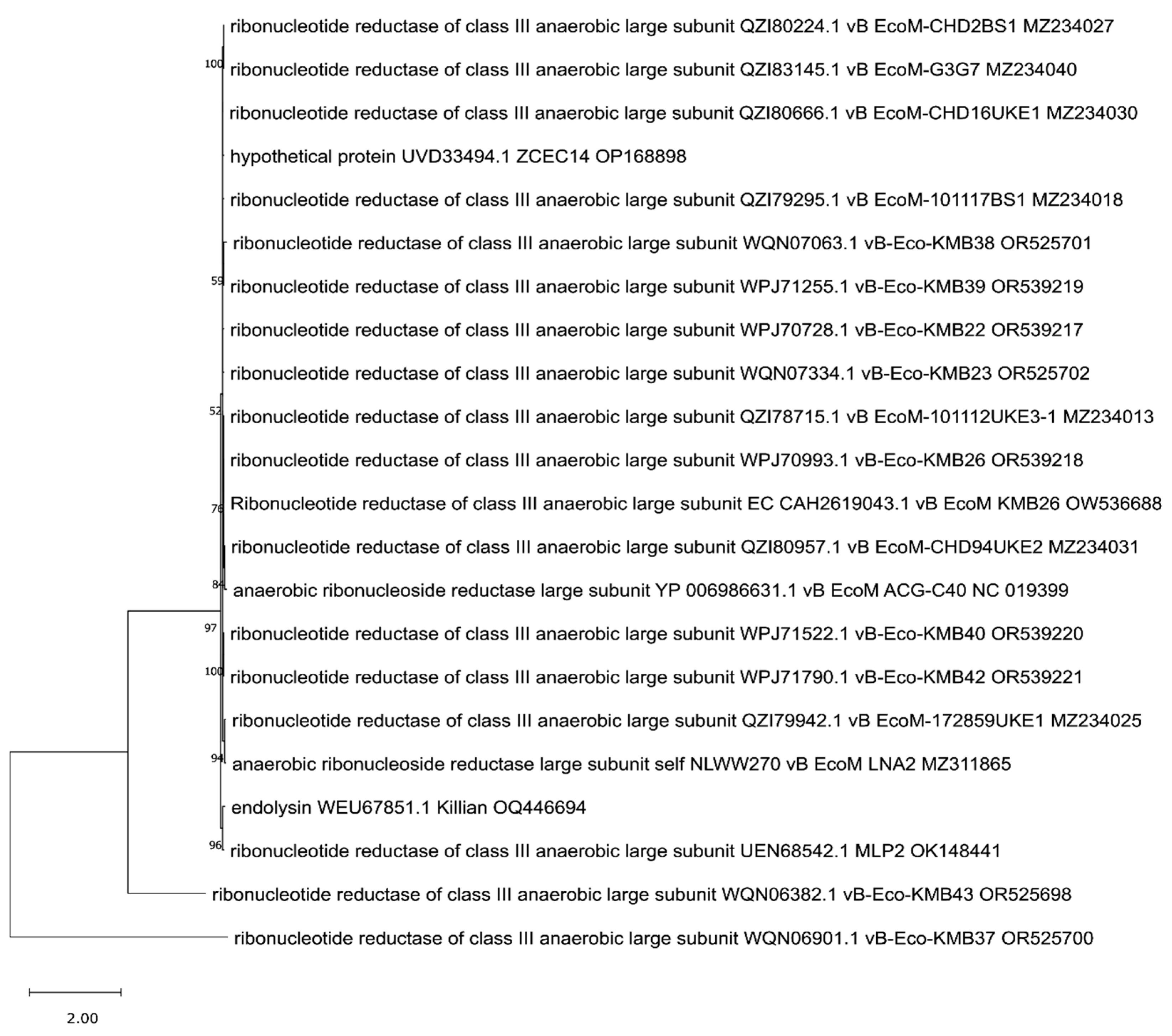 Viruses 17 00560 g008