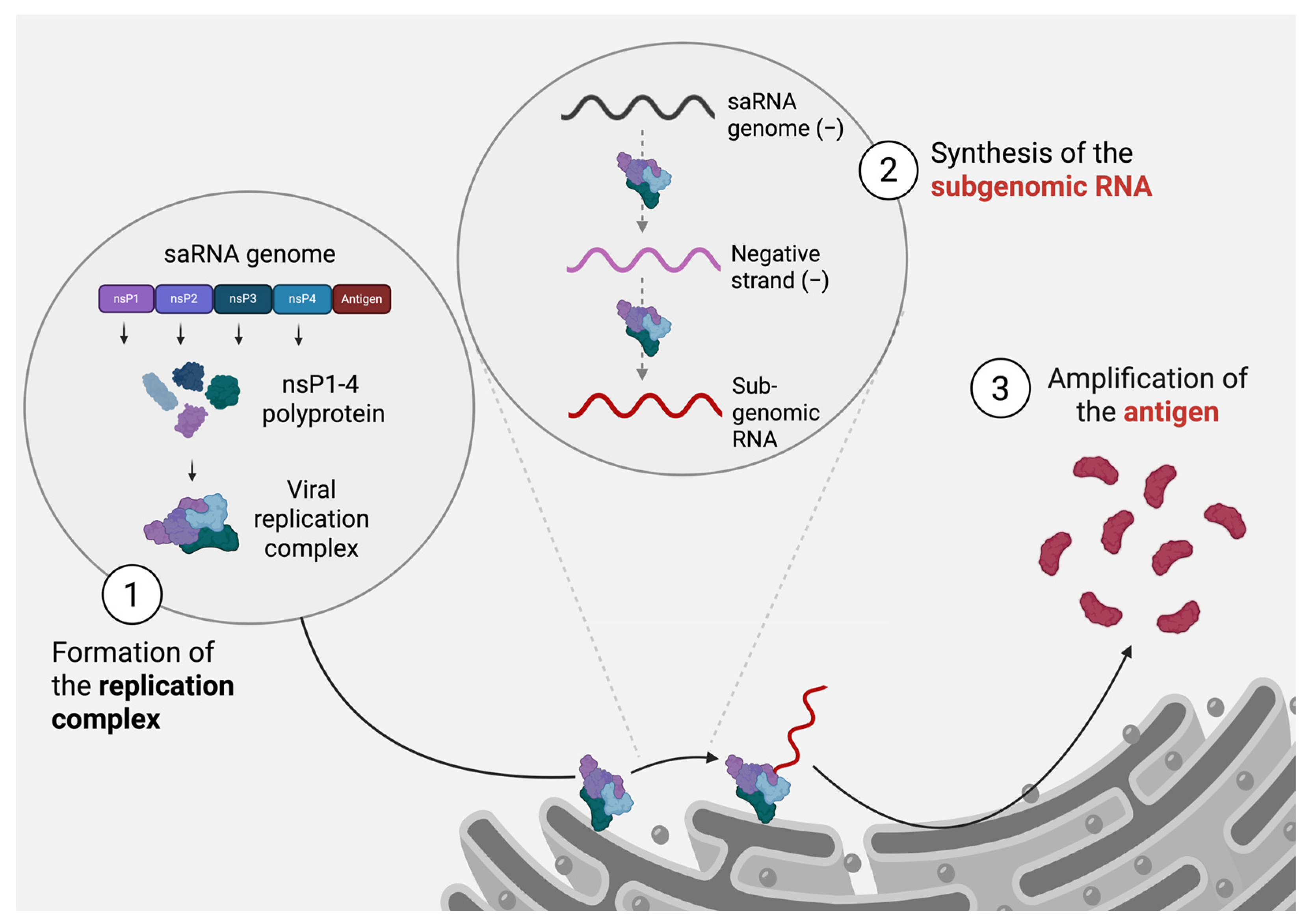 Viruses 17 00566 g001