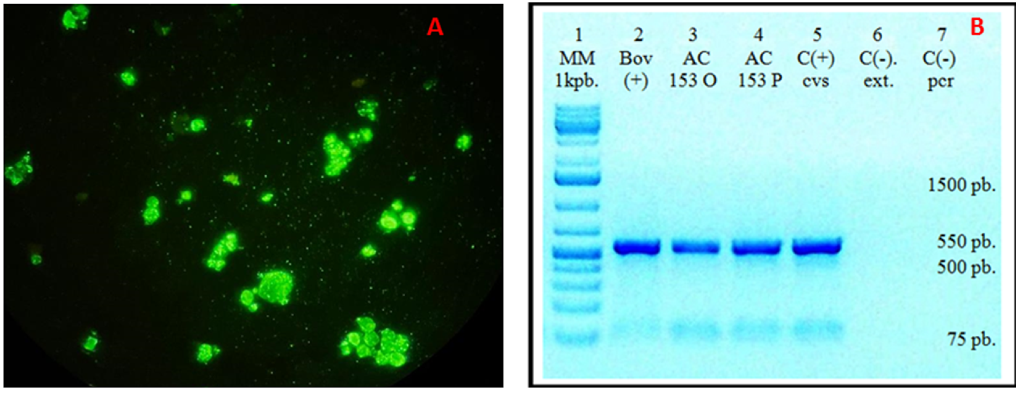 Viruses 17 00570 g003