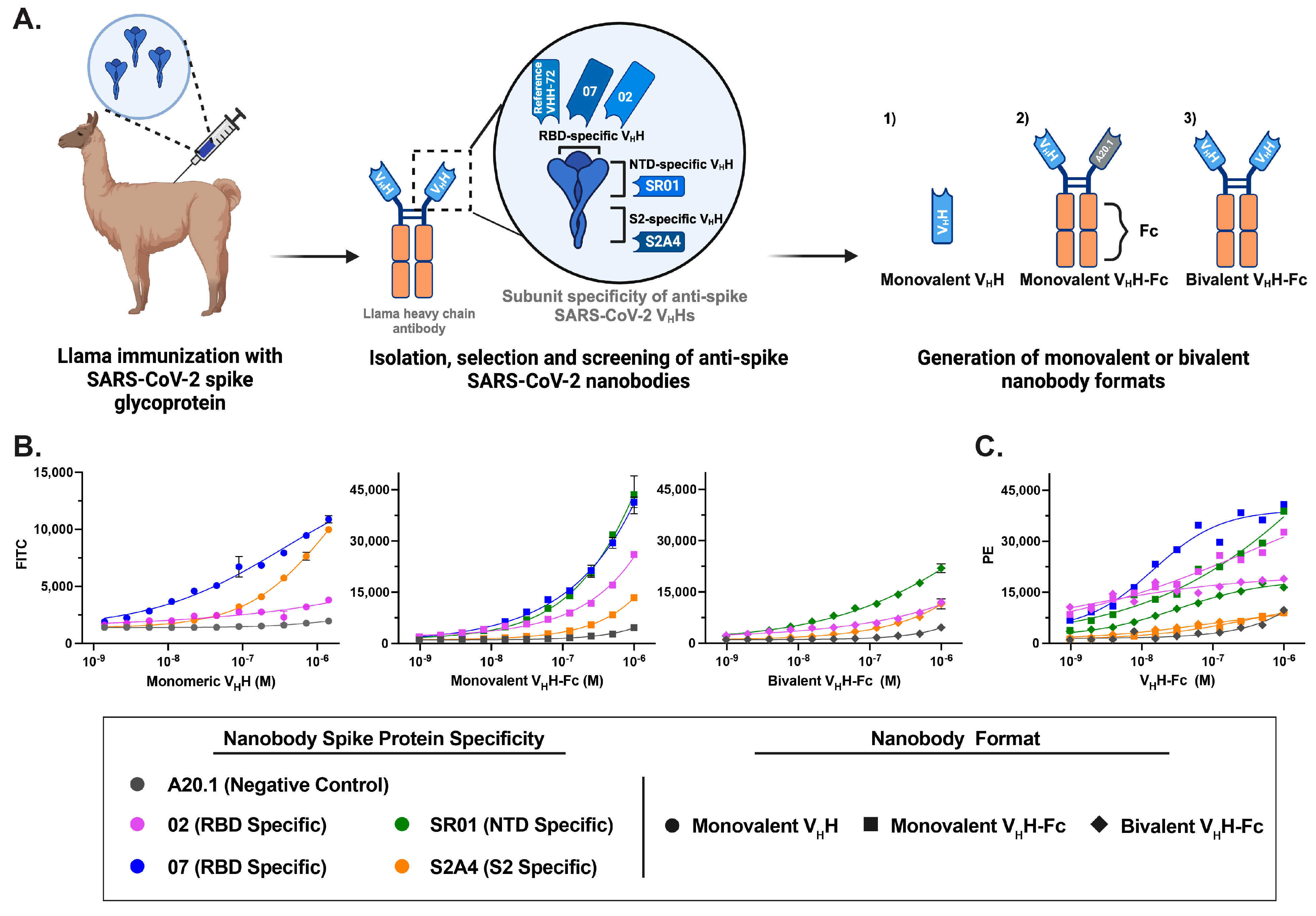 Viruses 17 00571 g001