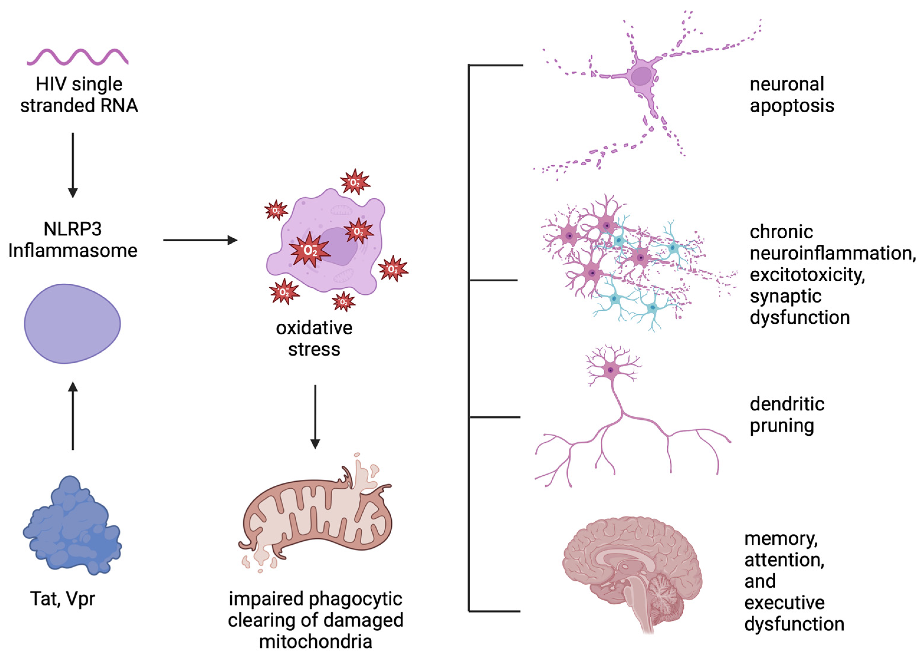Viruses 17 00572 g003