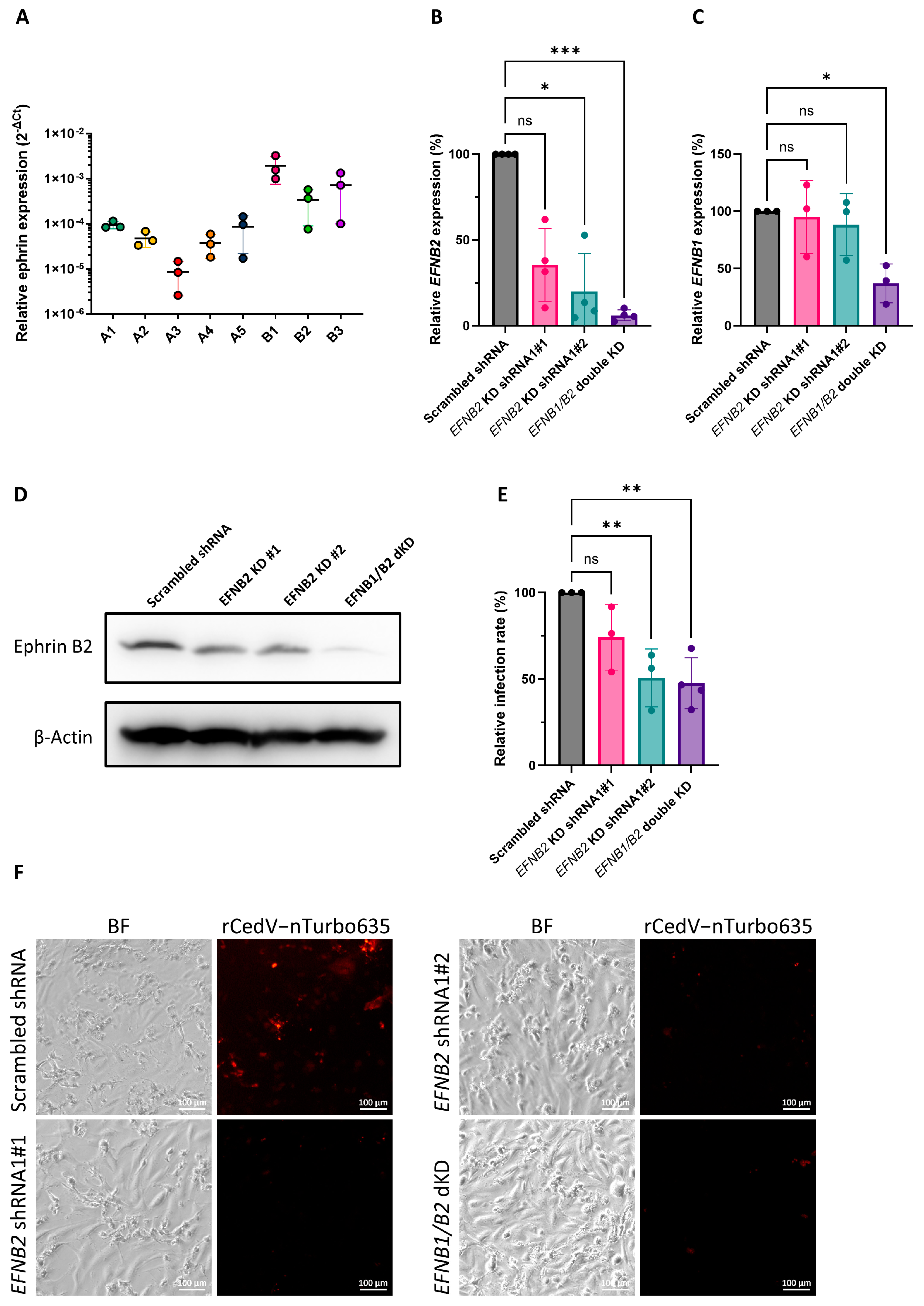Viruses 17 00573 g003
