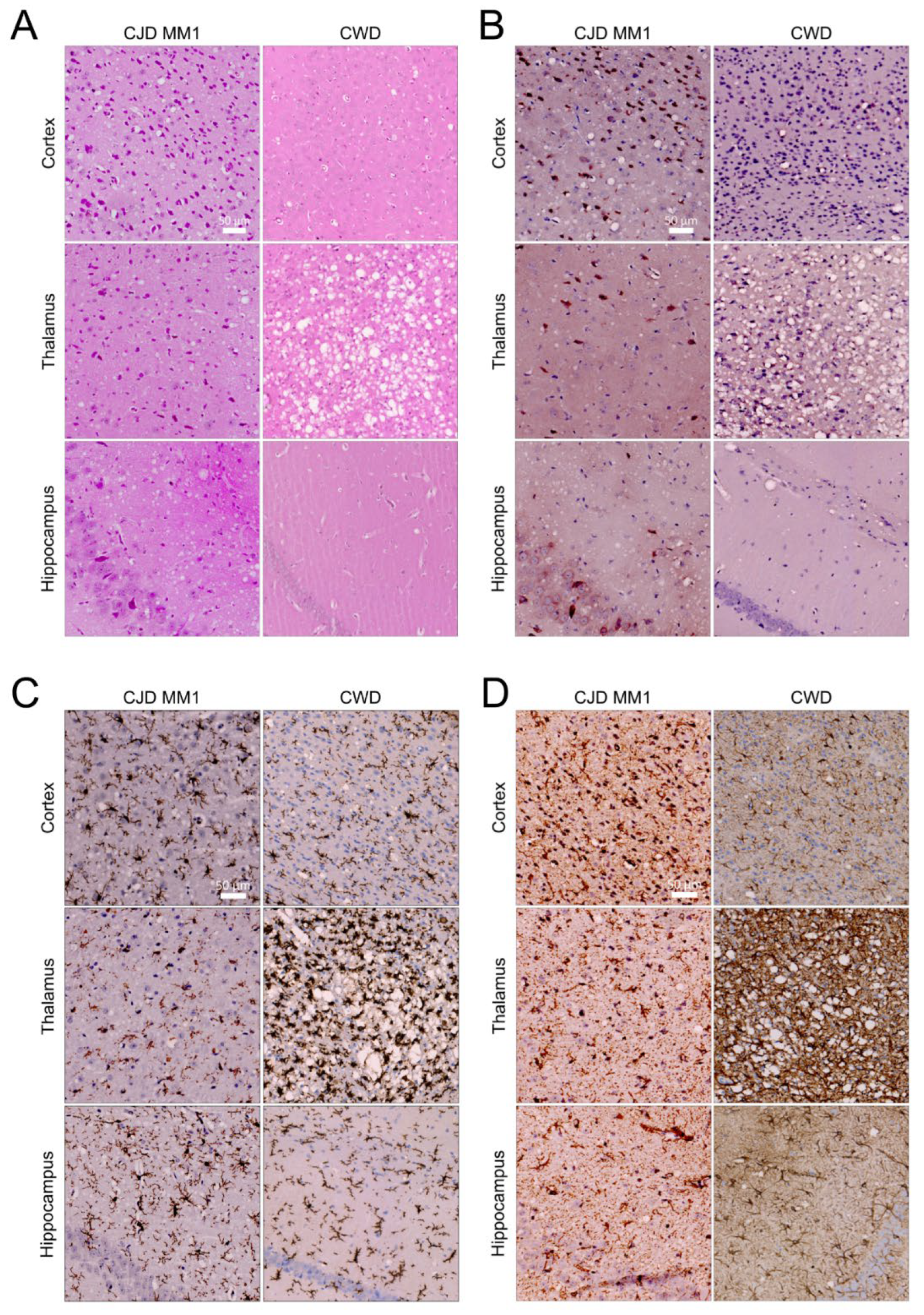 Viruses 17 00576 g006