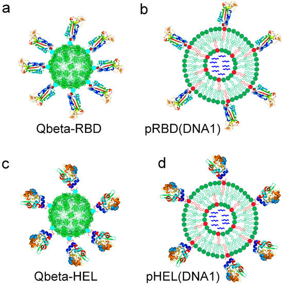 Superior Potency of Synthetic Virus-like Structures in Vaccine