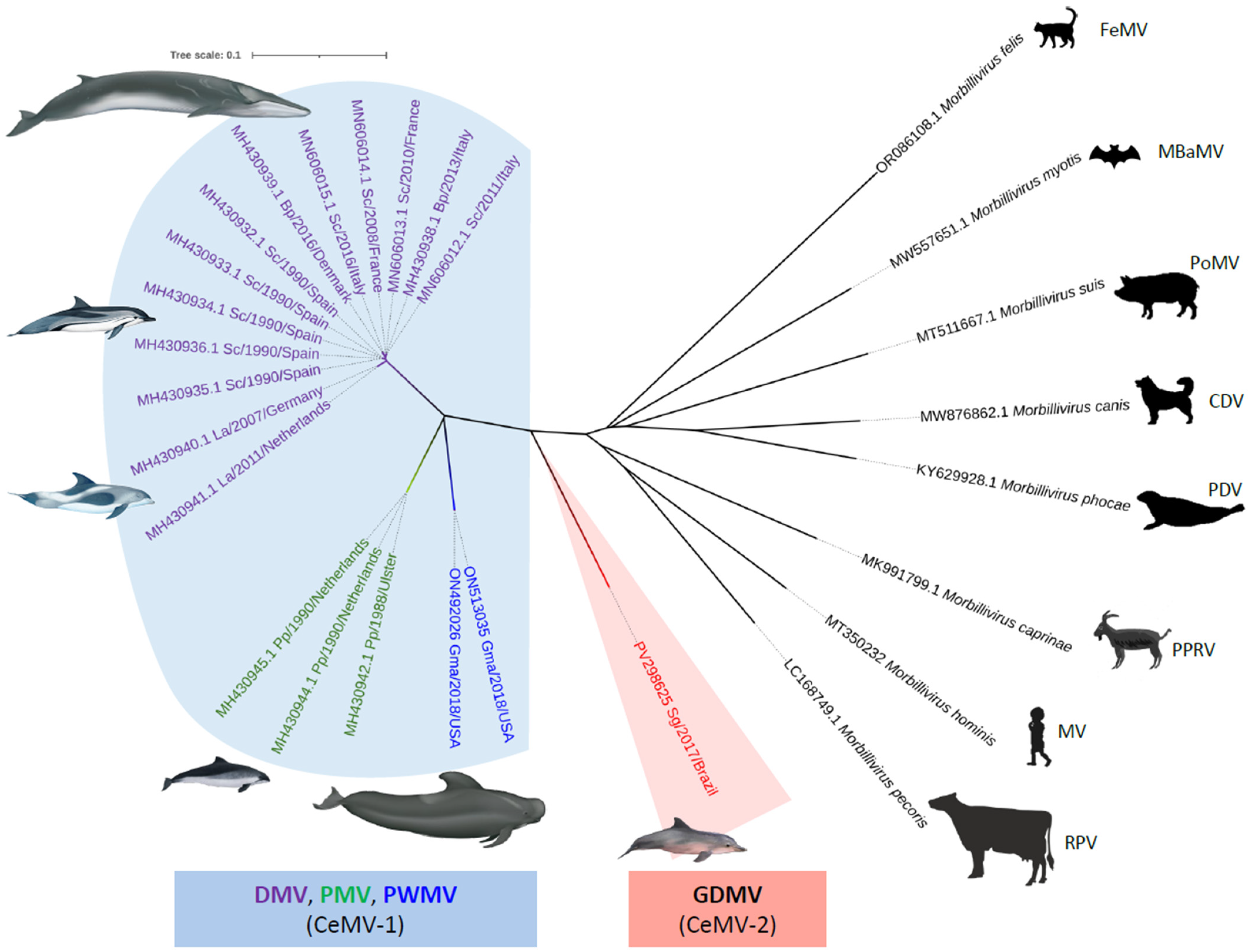 Viruses 17 00582 g002 Viruses 17 00582 g002
