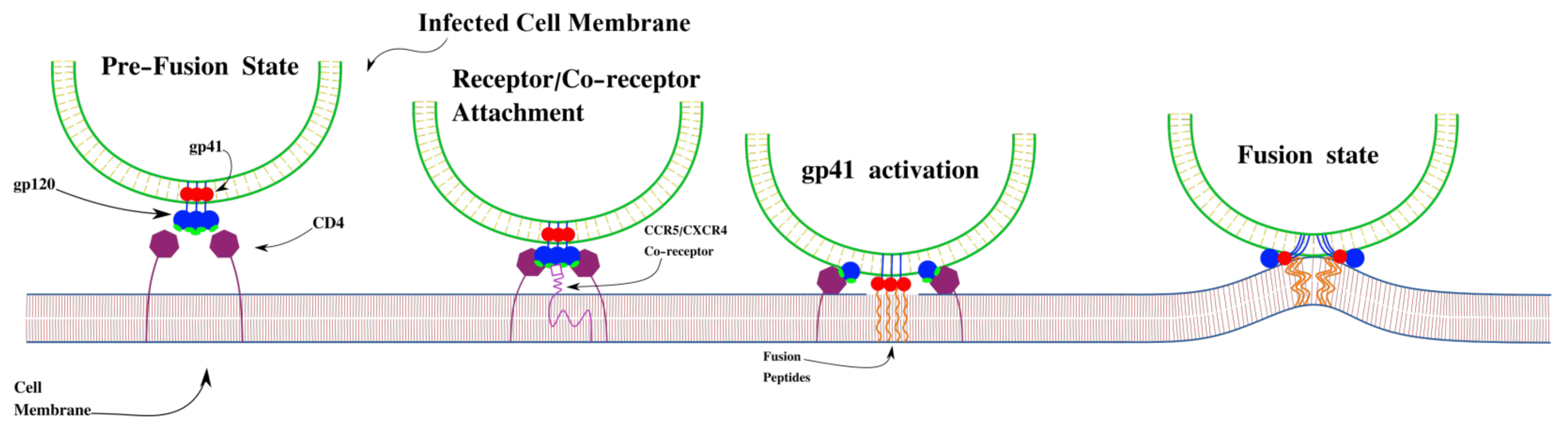 Viruses 17 00583 g001
