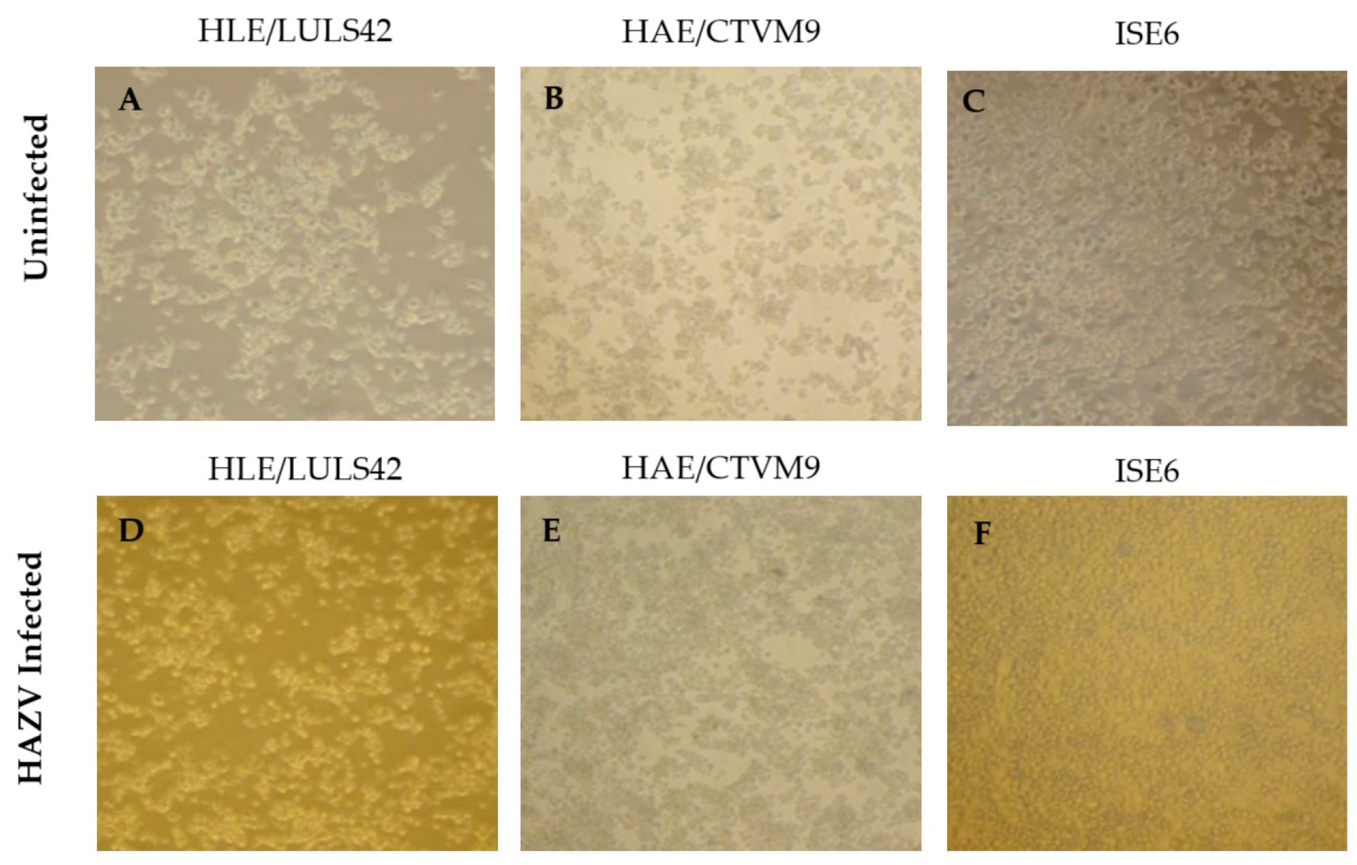 Viruses 17 00591 g002