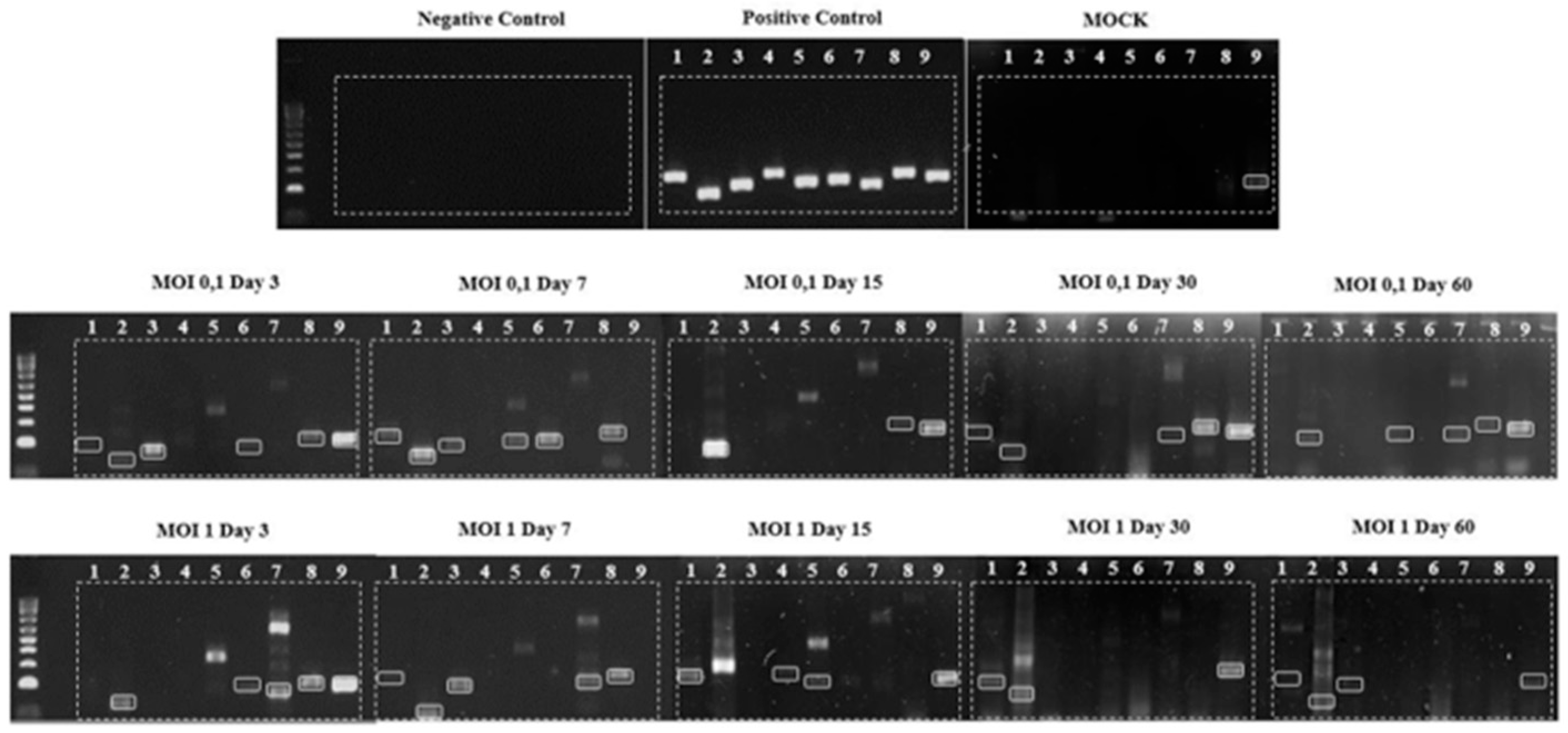 Viruses 17 00591 g004