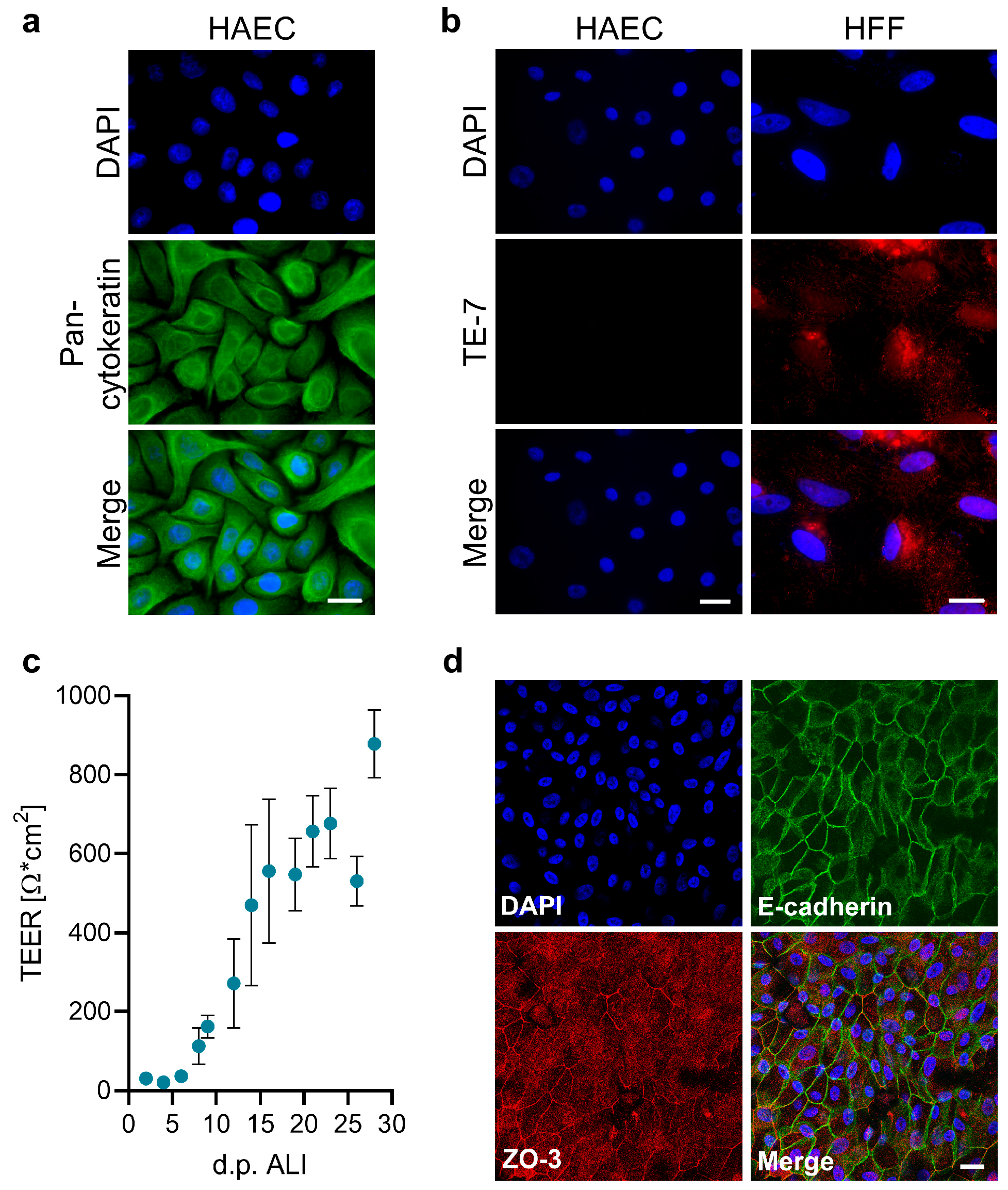 Viruses 17 00592 g001