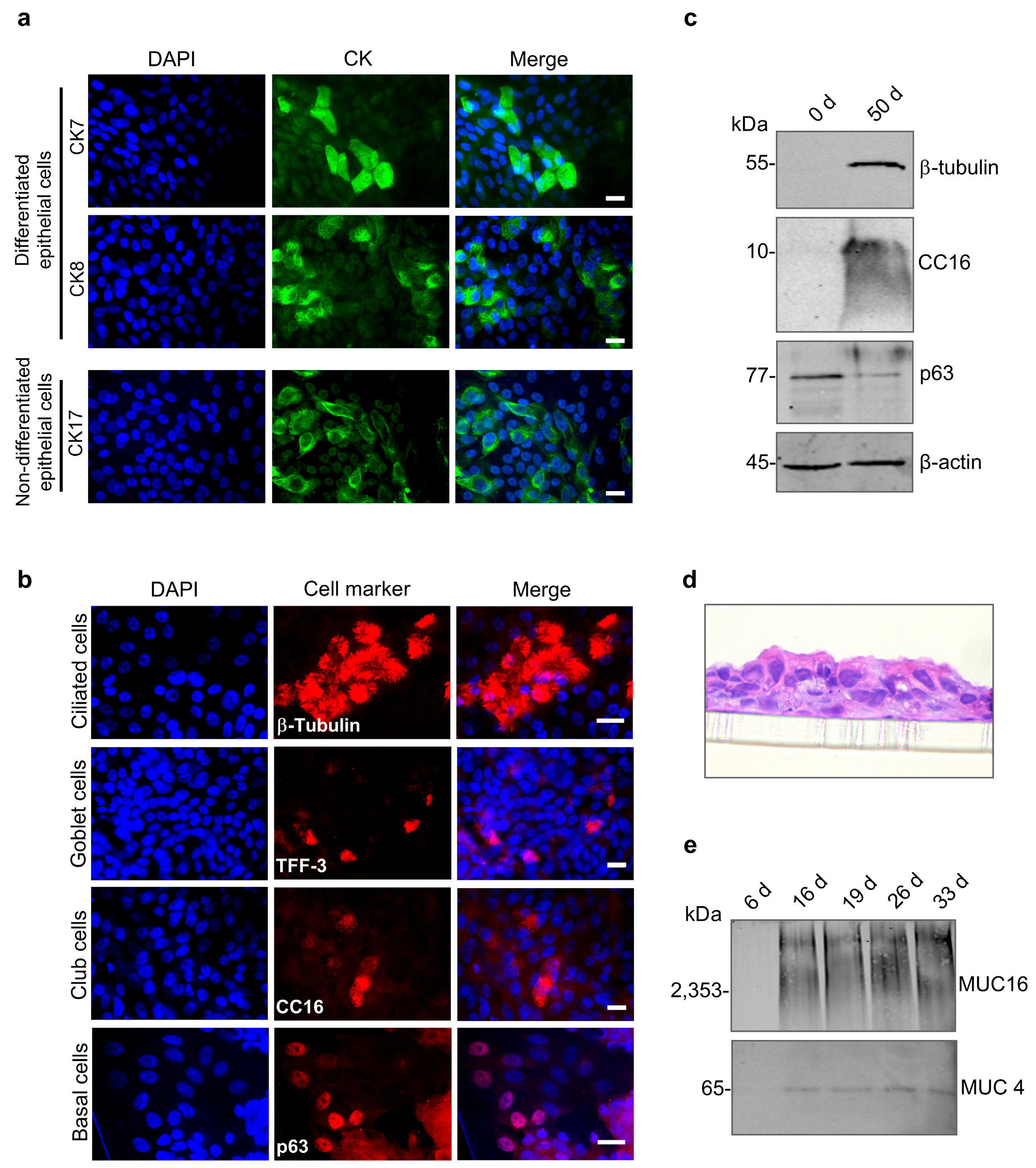 Viruses 17 00592 g002