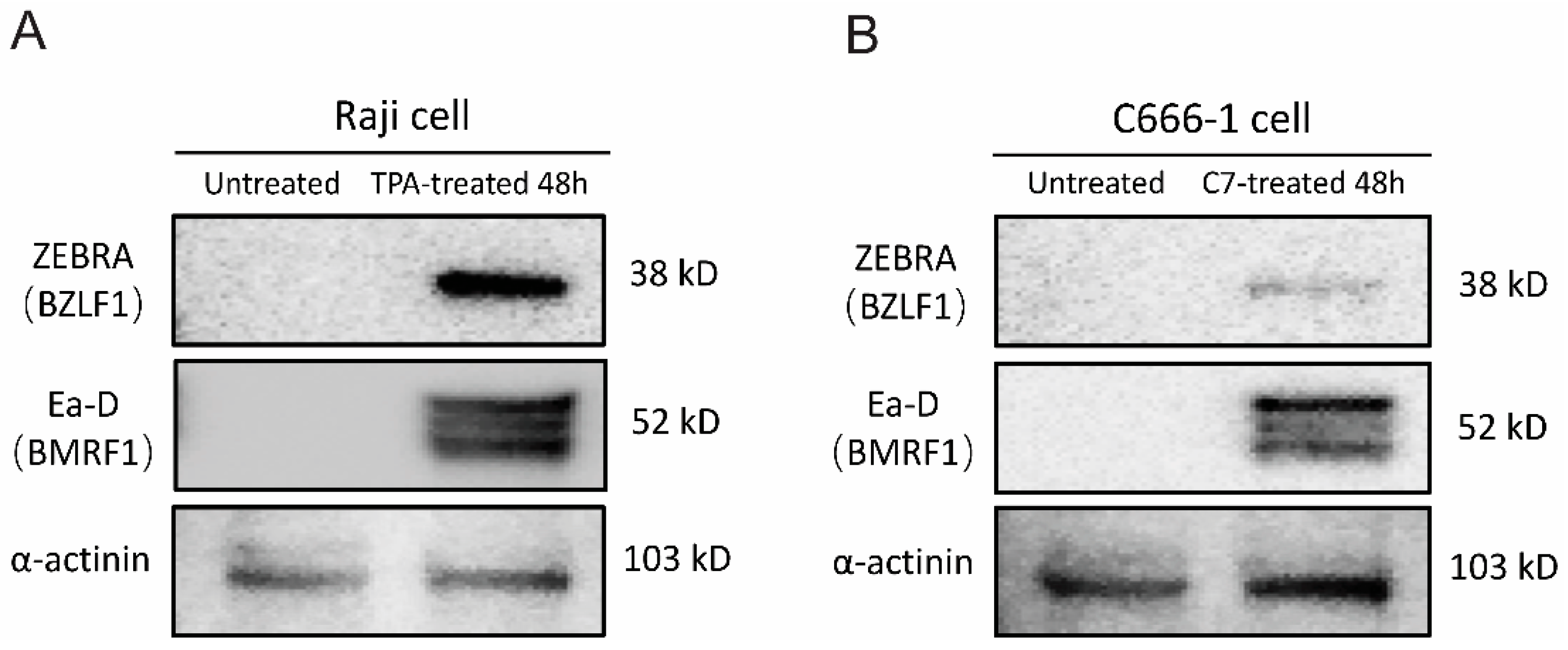 Viruses 17 00594 g001