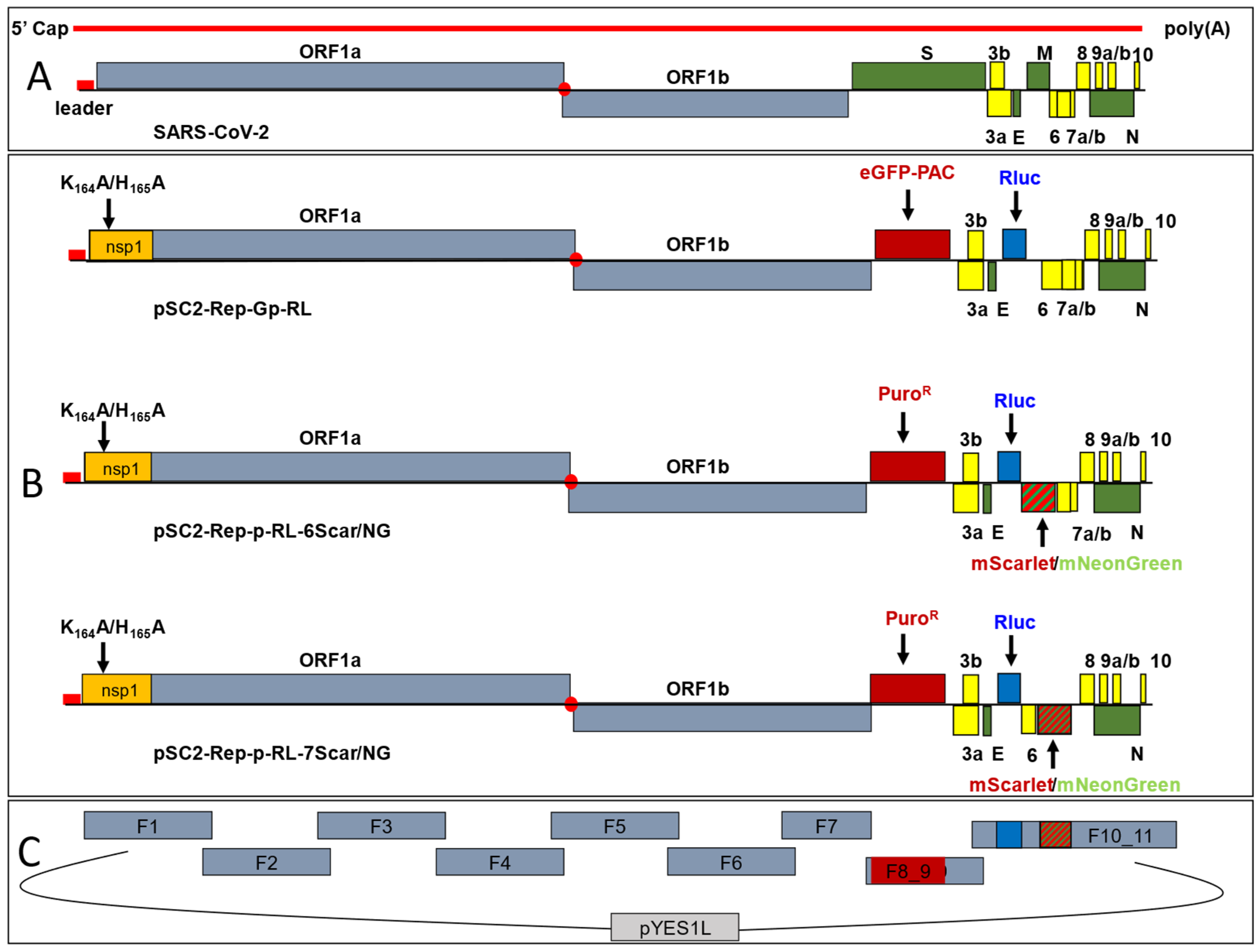 Viruses 17 00597 g001