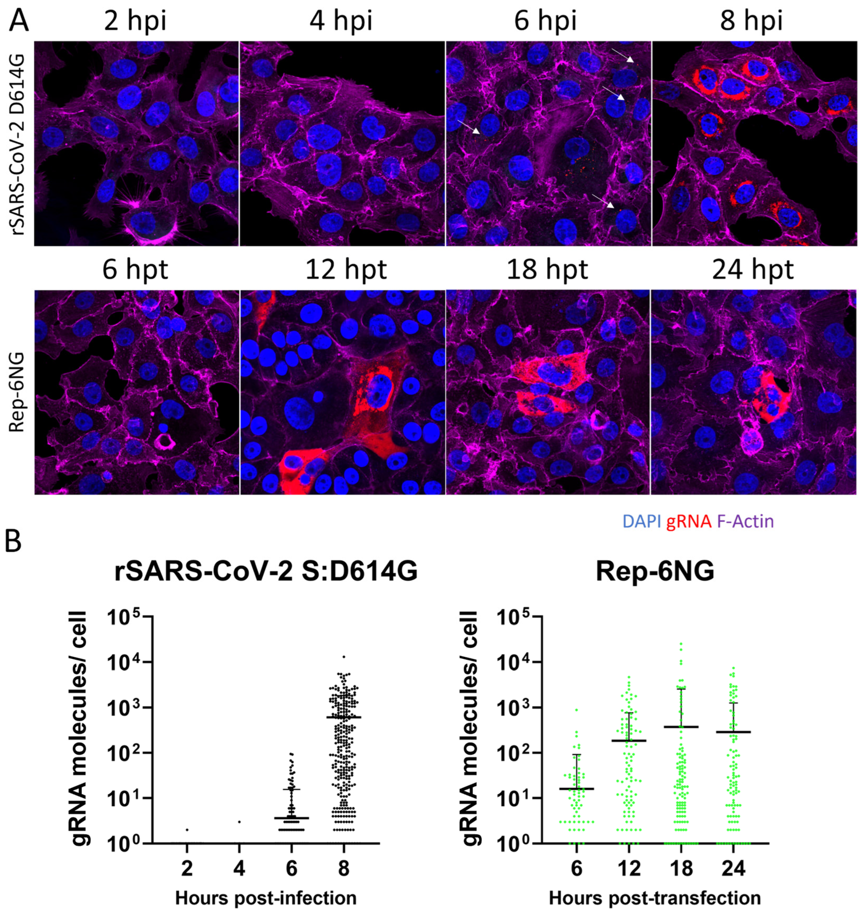 Viruses 17 00597 g007