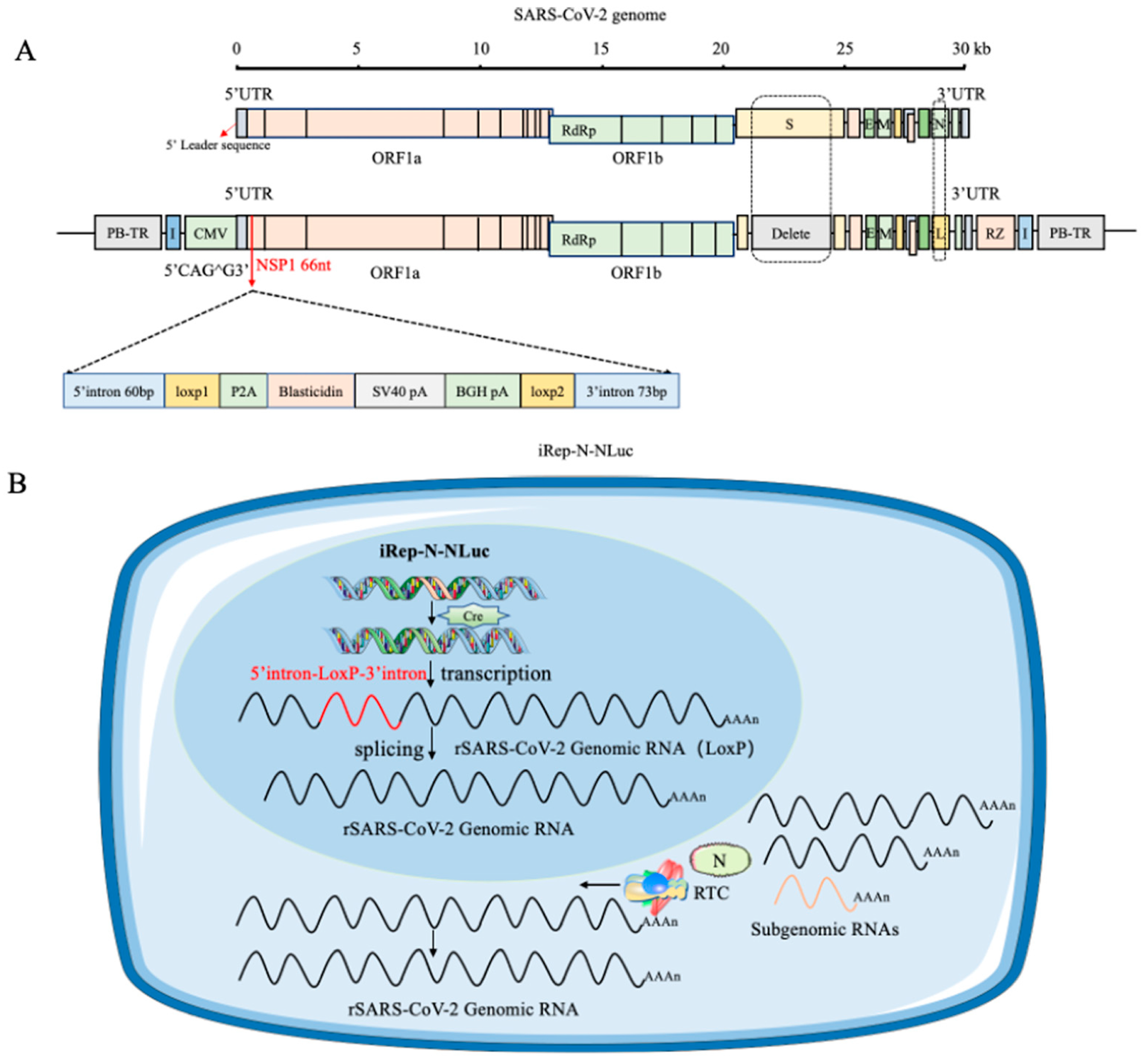 Viruses 17 00601 g003